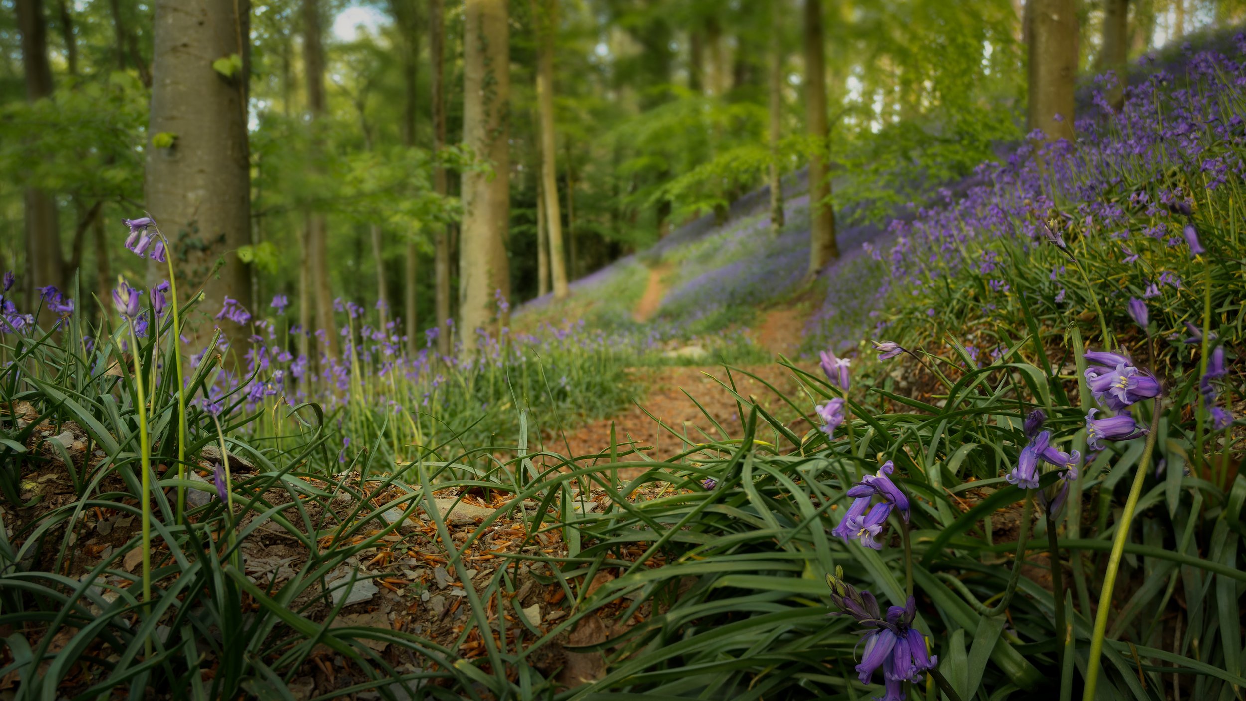 Kings Cliff, Quantock Hills