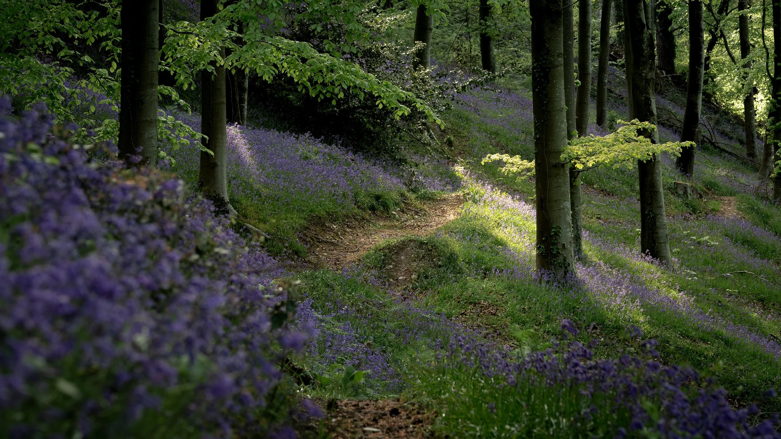 Kings Cliff, Quantock Hills