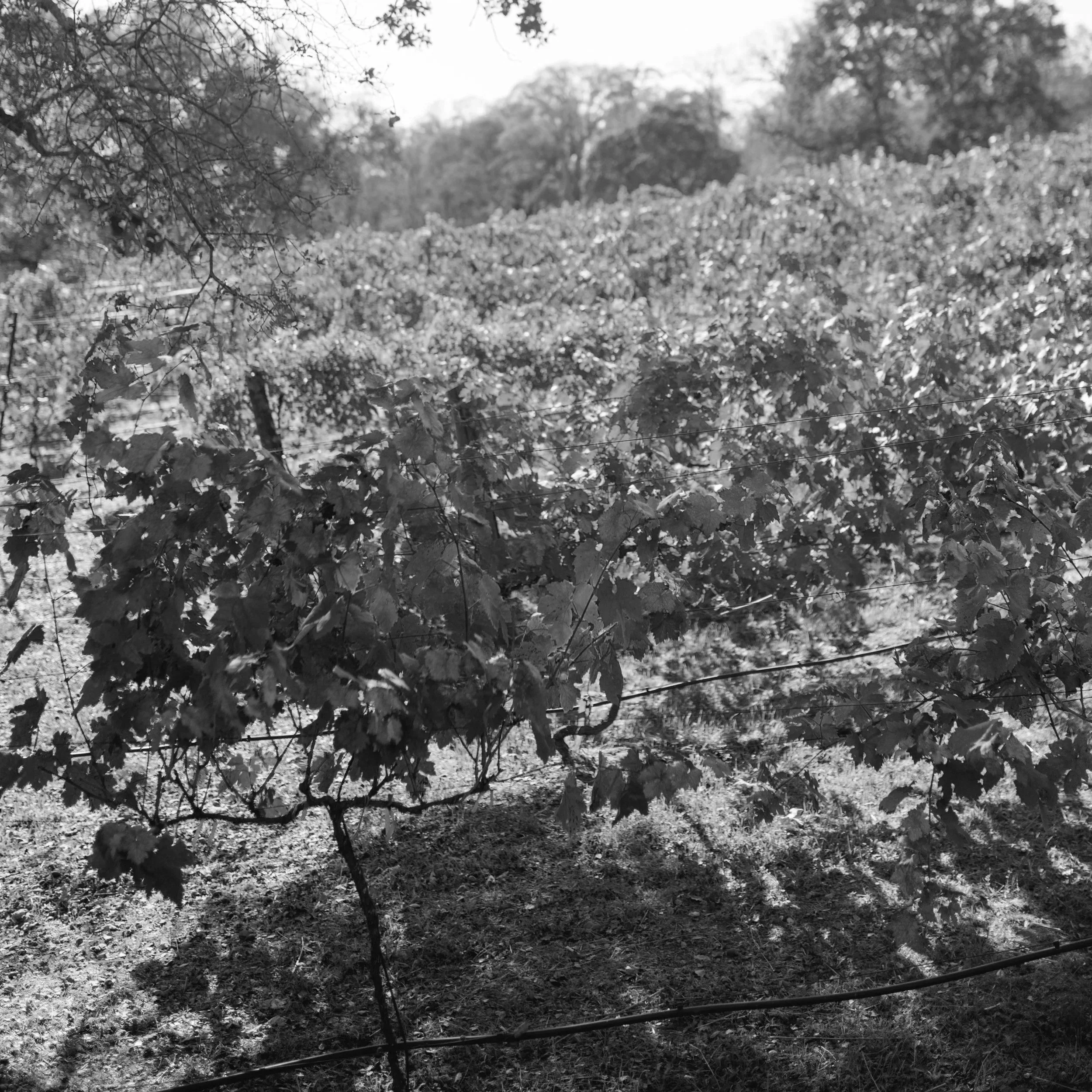 The Vineyard