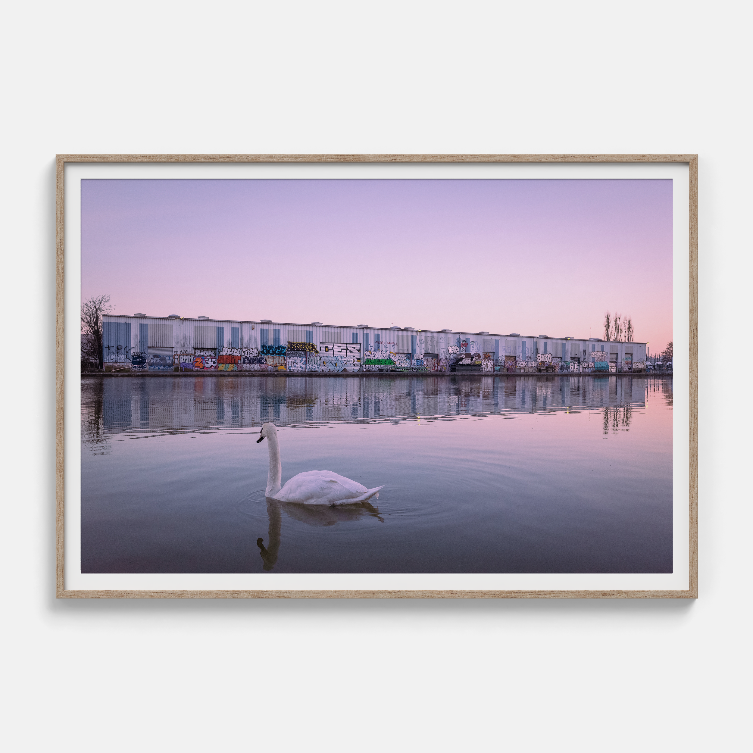 Il suffira d'un cygne