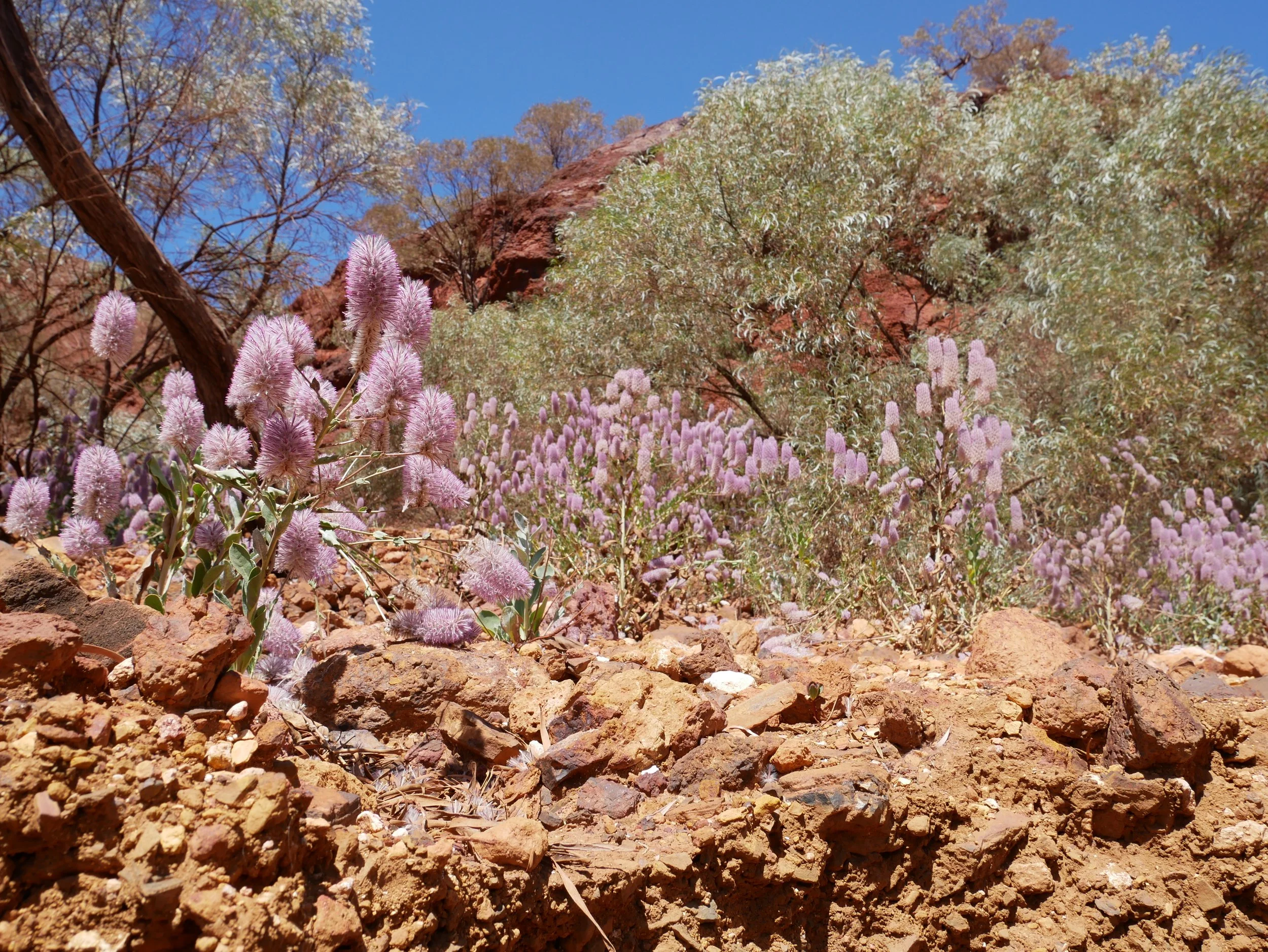 Desert desert landscape with pink flowers, rocks, sparse trees, and a bright blue sky.