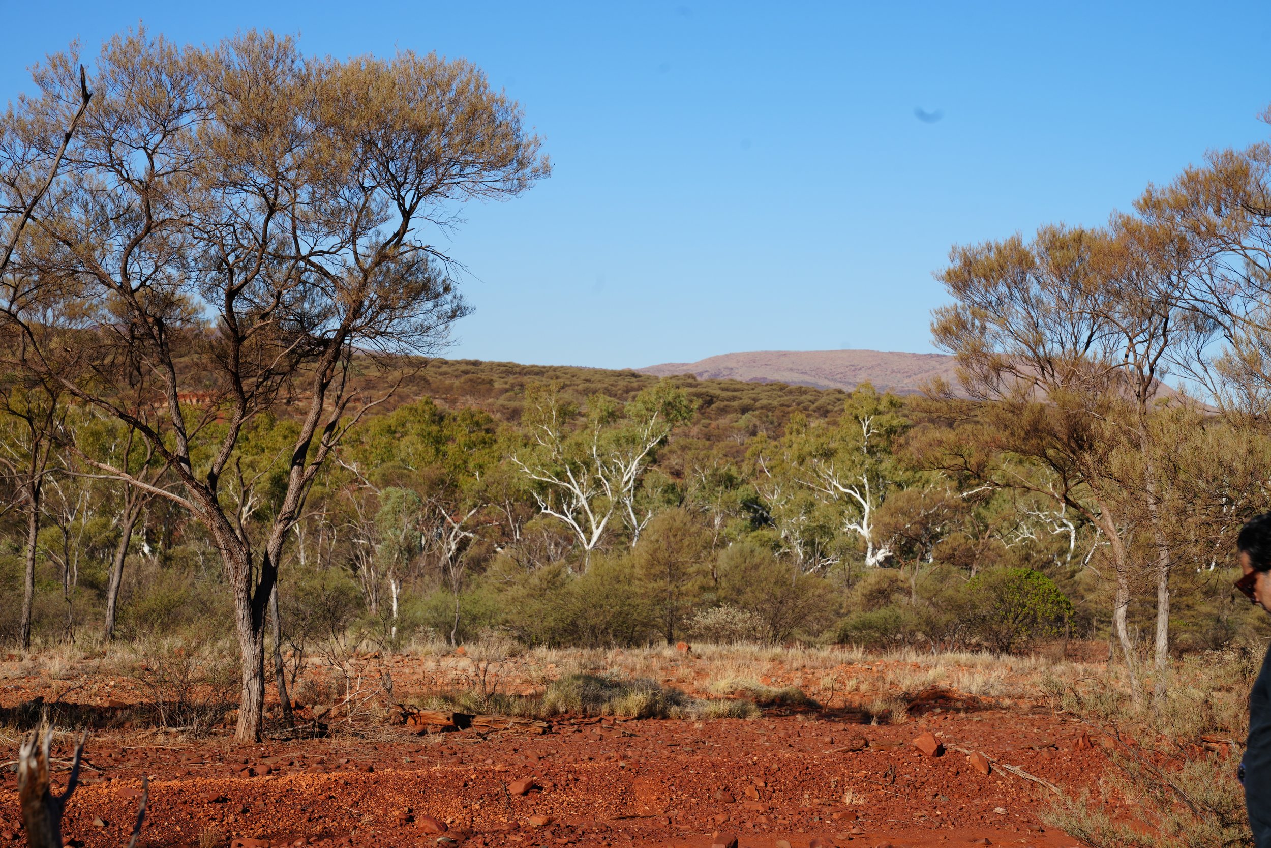 A dry landscape with red soil, sparse grass, and several trees with light brown and green foliage. Mountains are visible in the background under a clear blue sky. Part of a person’s head and shoulder are visible in the bottom right corner.