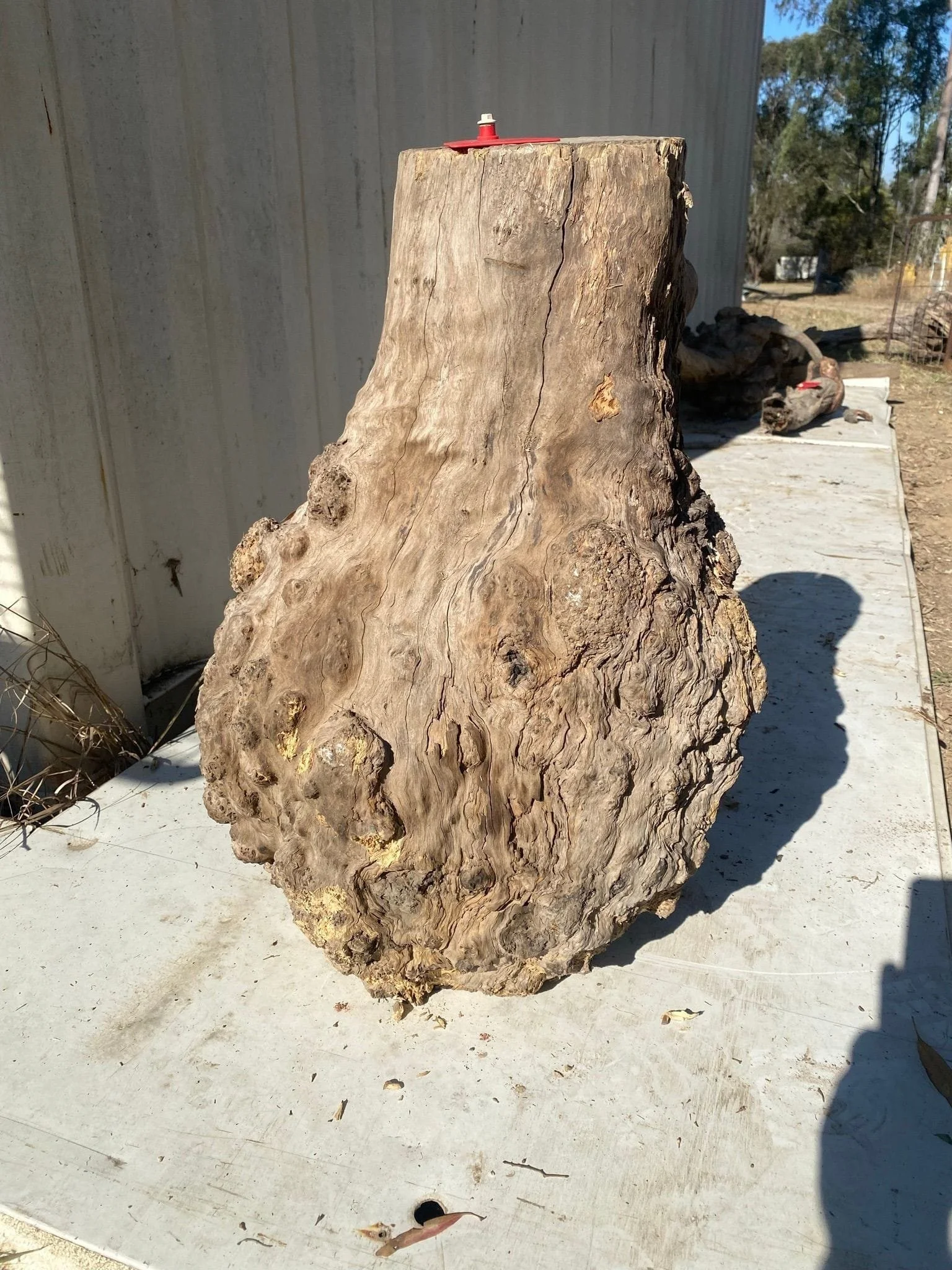 burl-003-b.JPEG