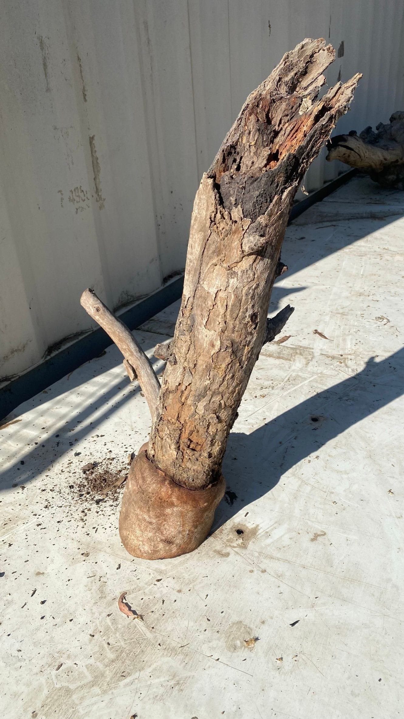 burl-002-a.JPEG