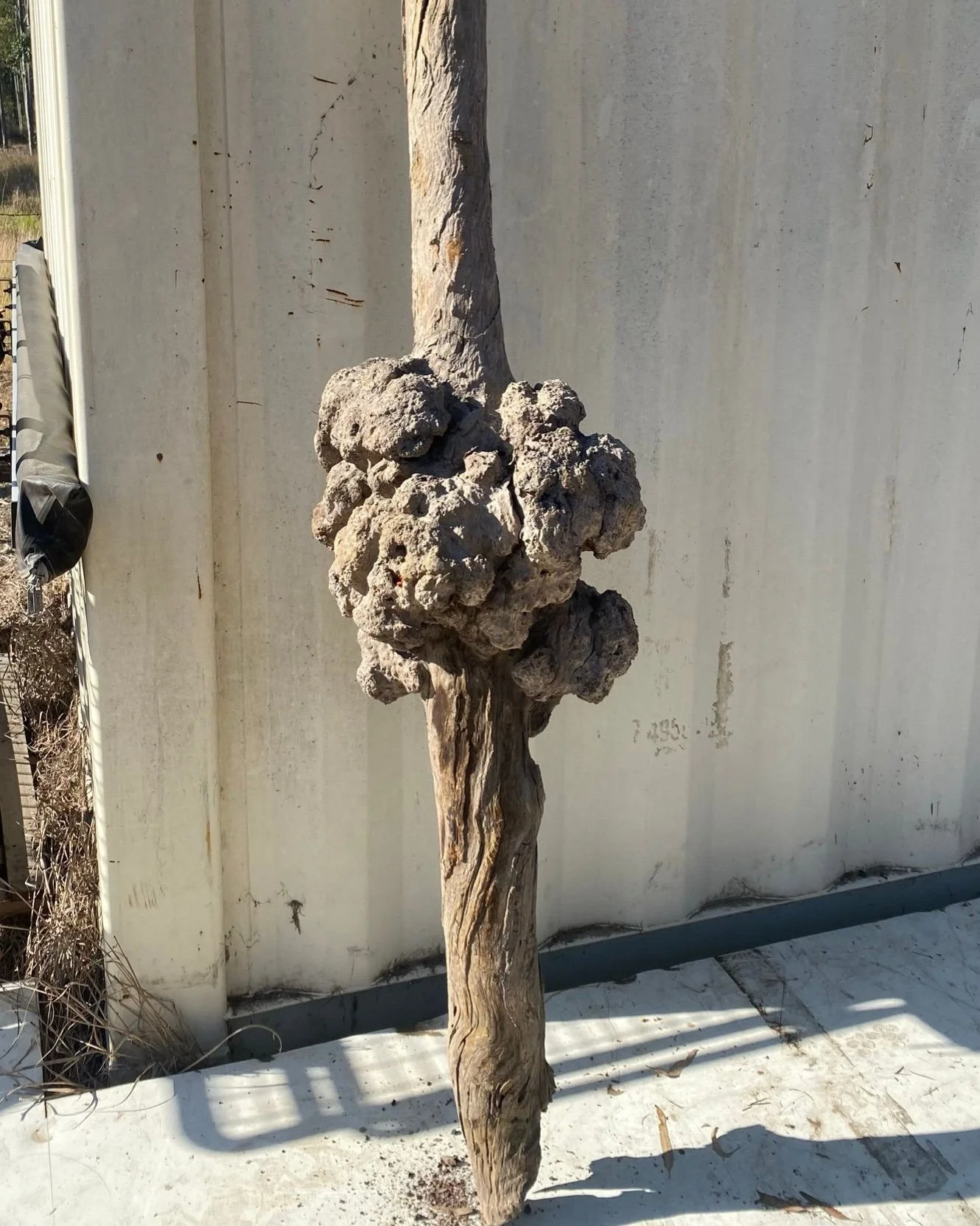 We've collected some pretty interesting burls over the years.

What could you create with these spotted gum burls?

#australianhardwood #burl #spottedgum #furnituremaking #australianmade