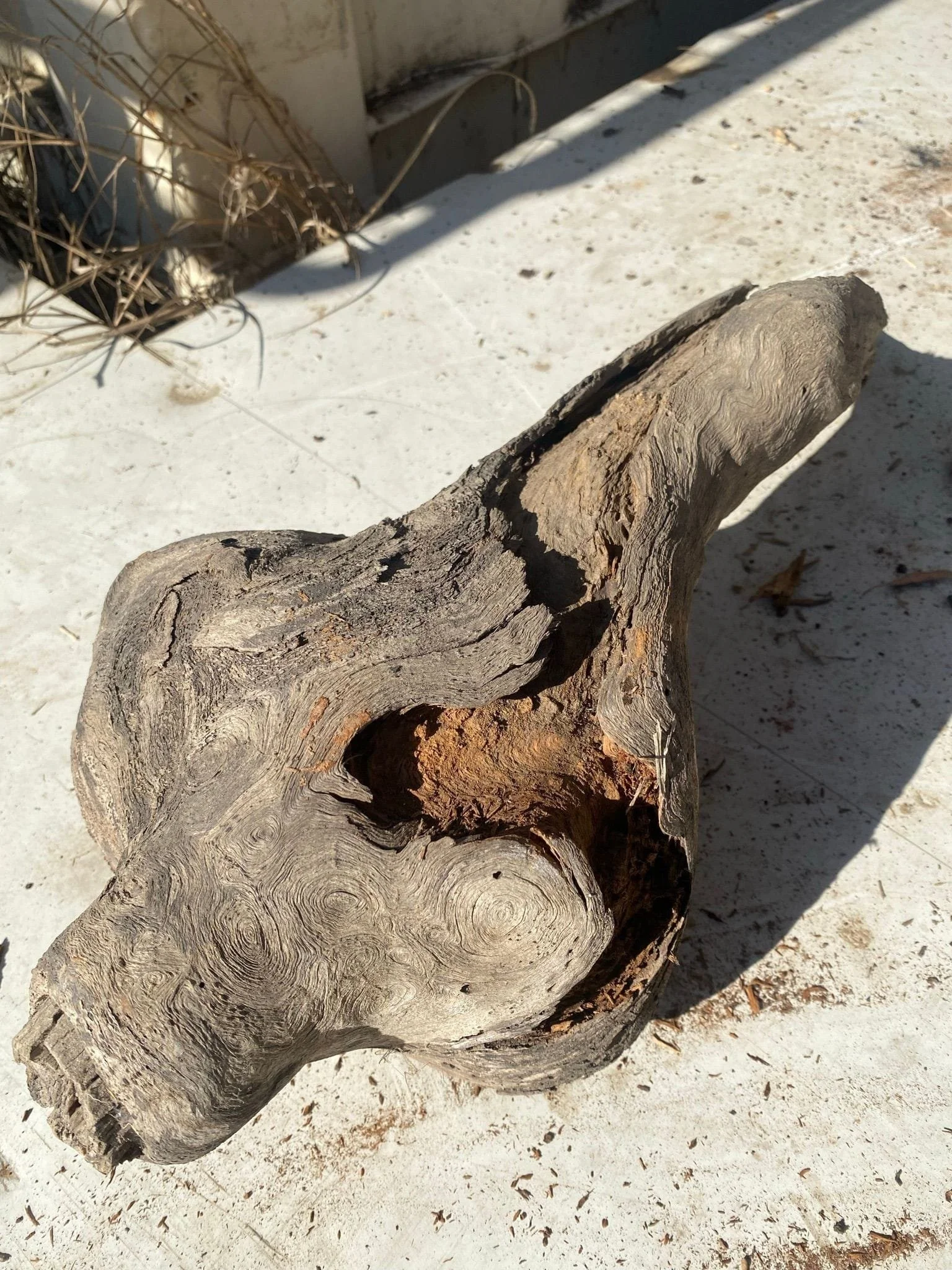 burl-006-c.JPEG