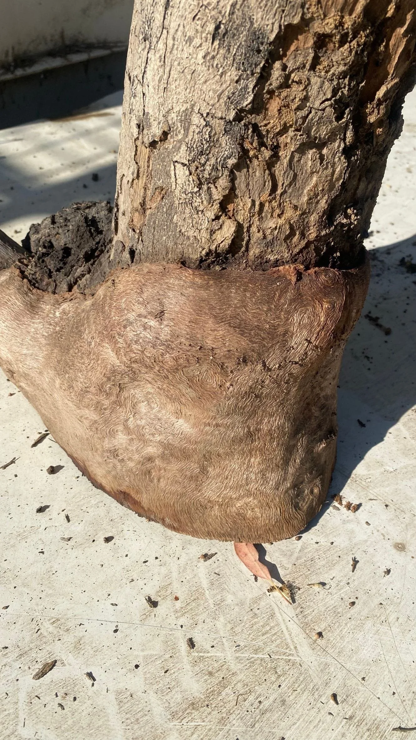 burl-002-b.JPEG