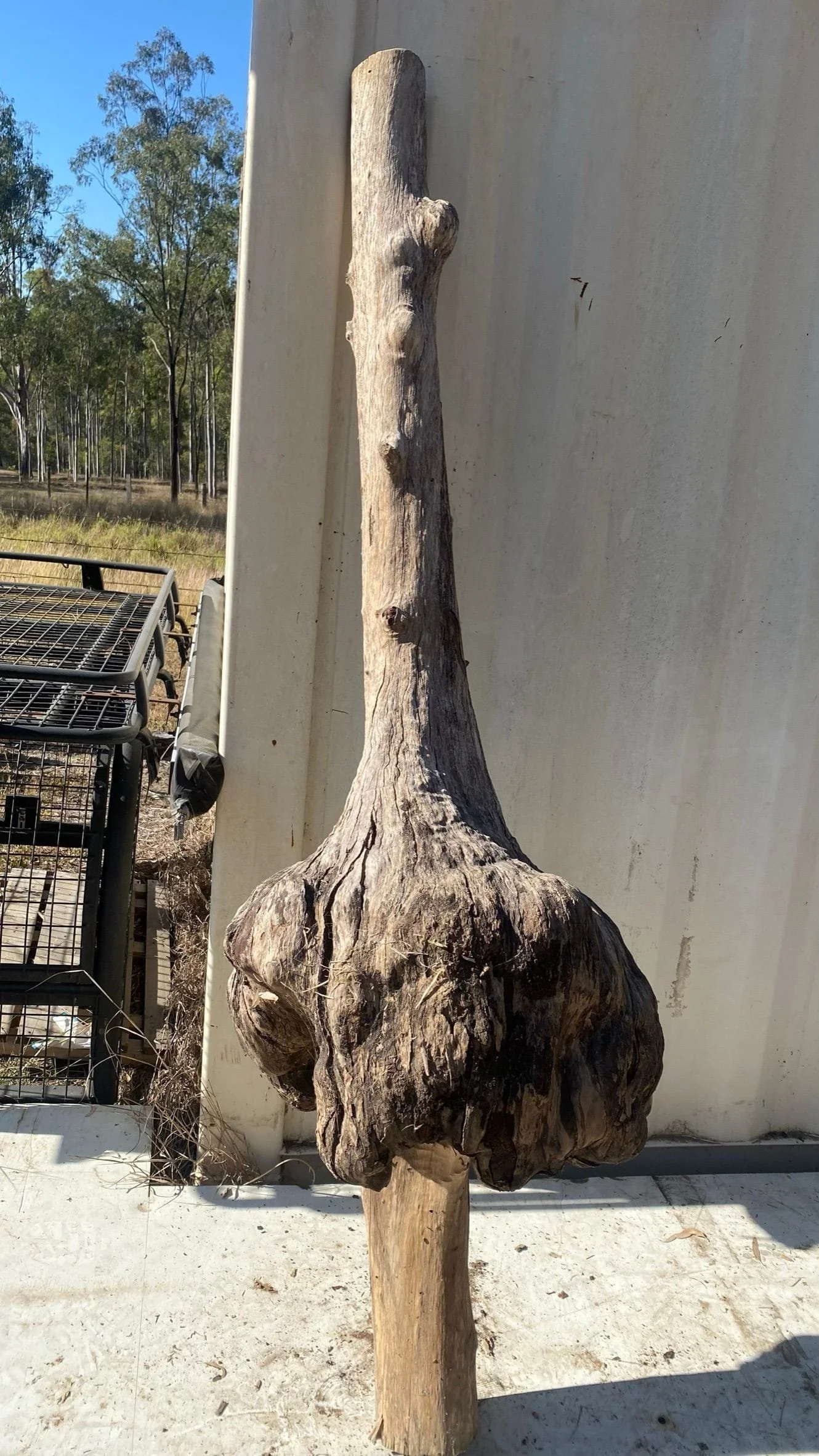 burl-005-c.JPEG