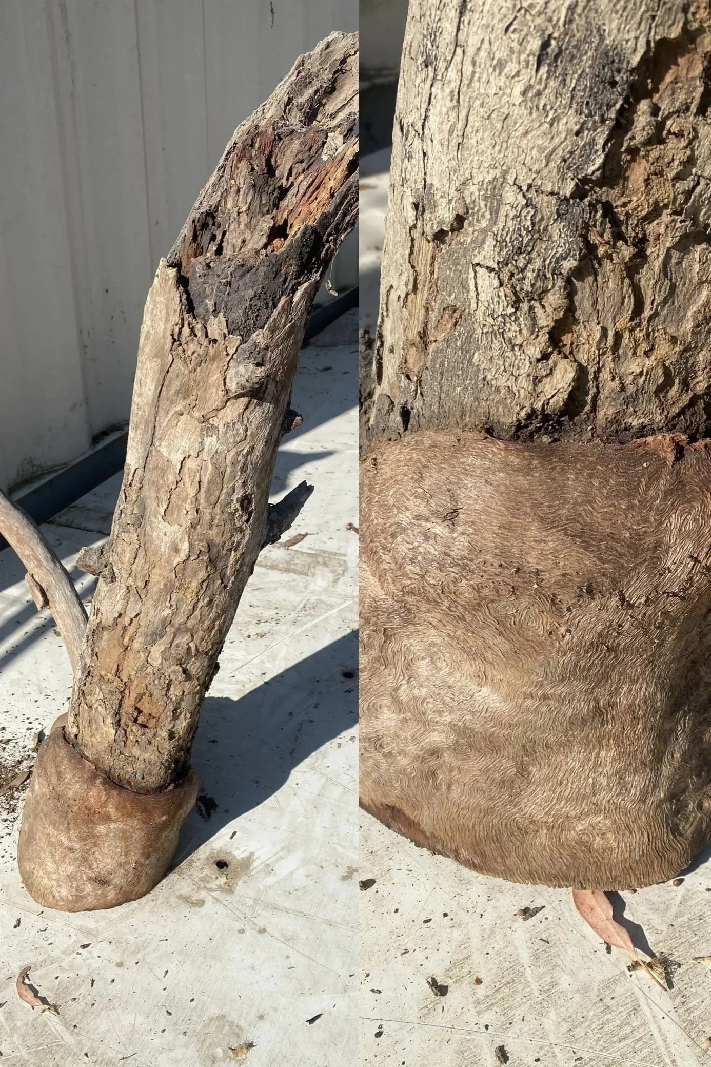 burl002.jpg