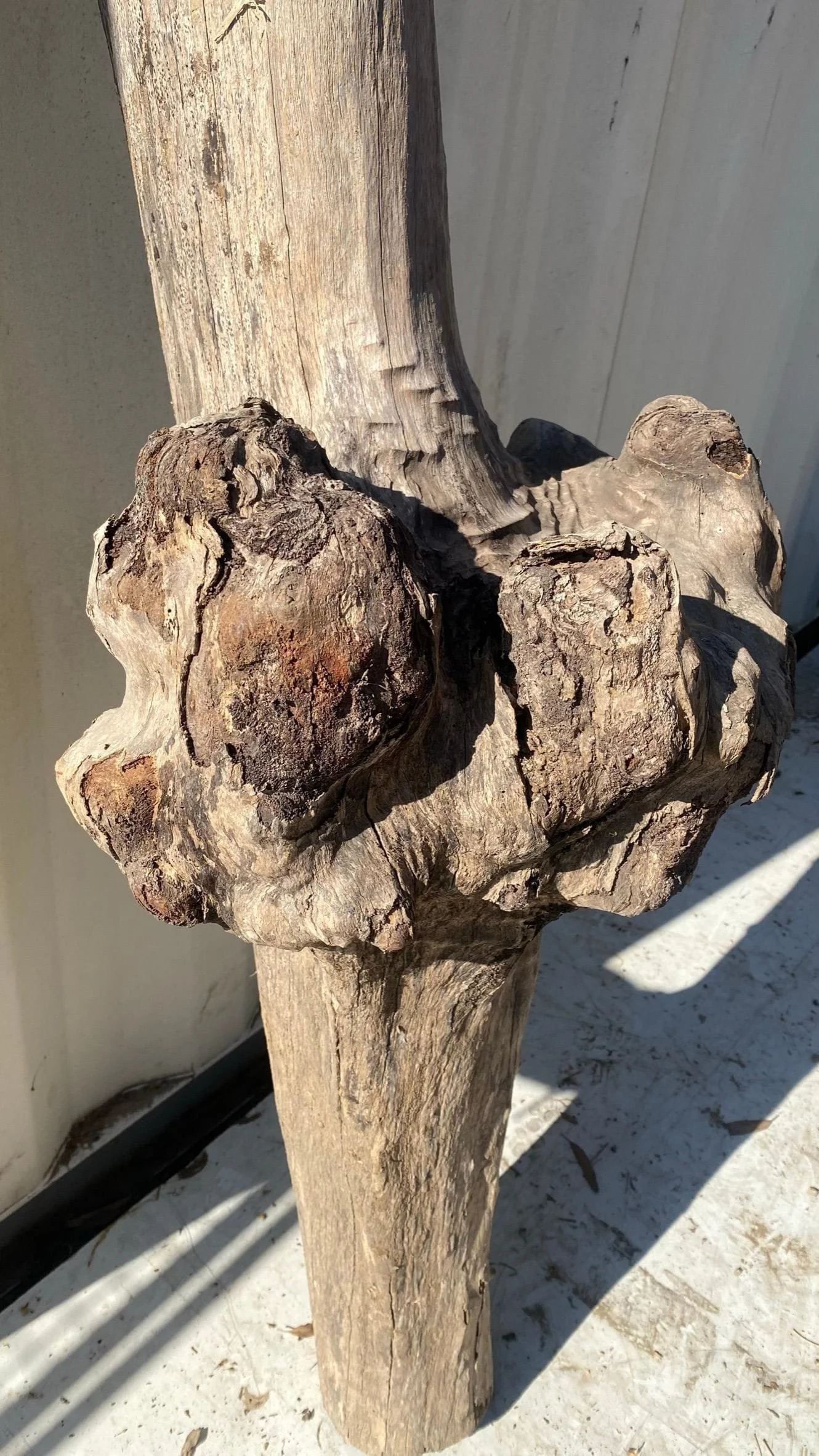 Burl 001
