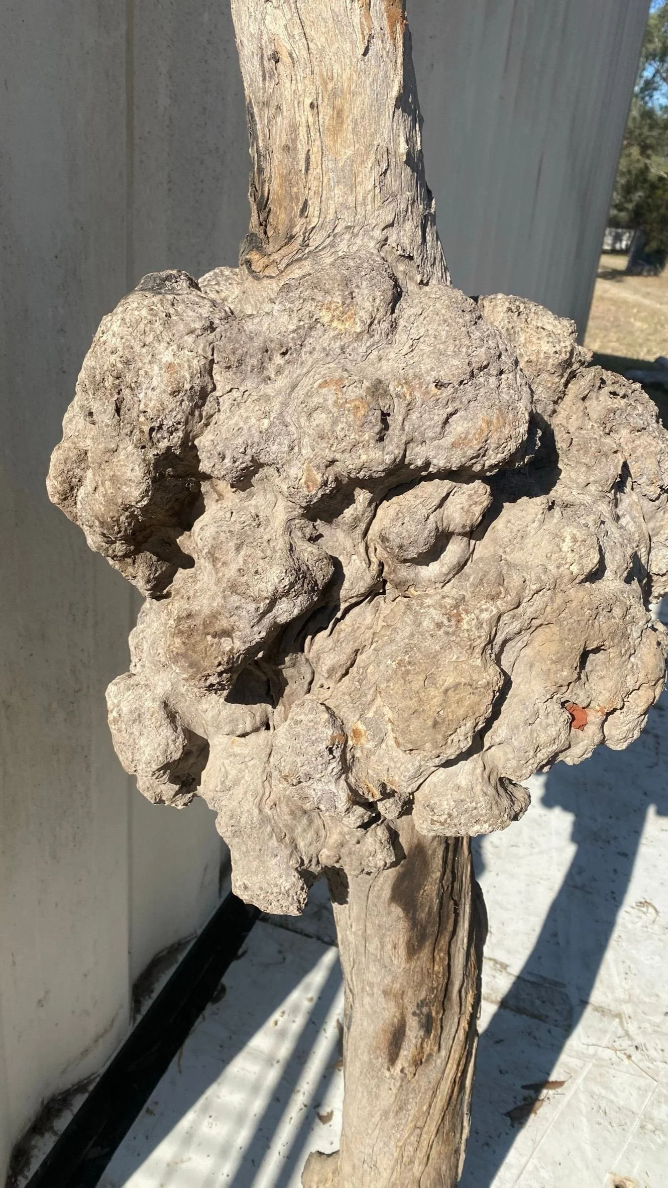 burl-001-c.JPEG