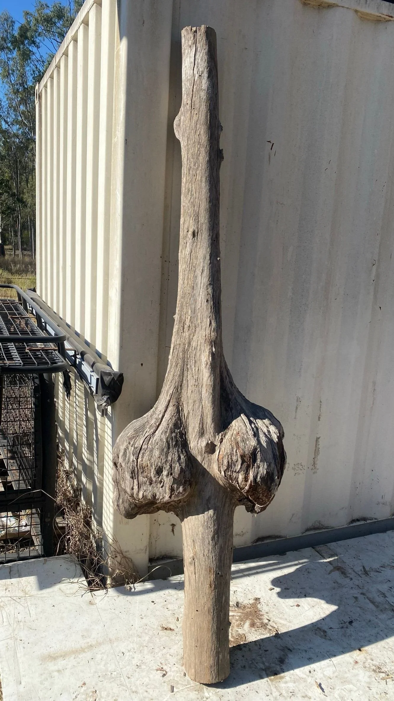 burl-005-a.JPEG