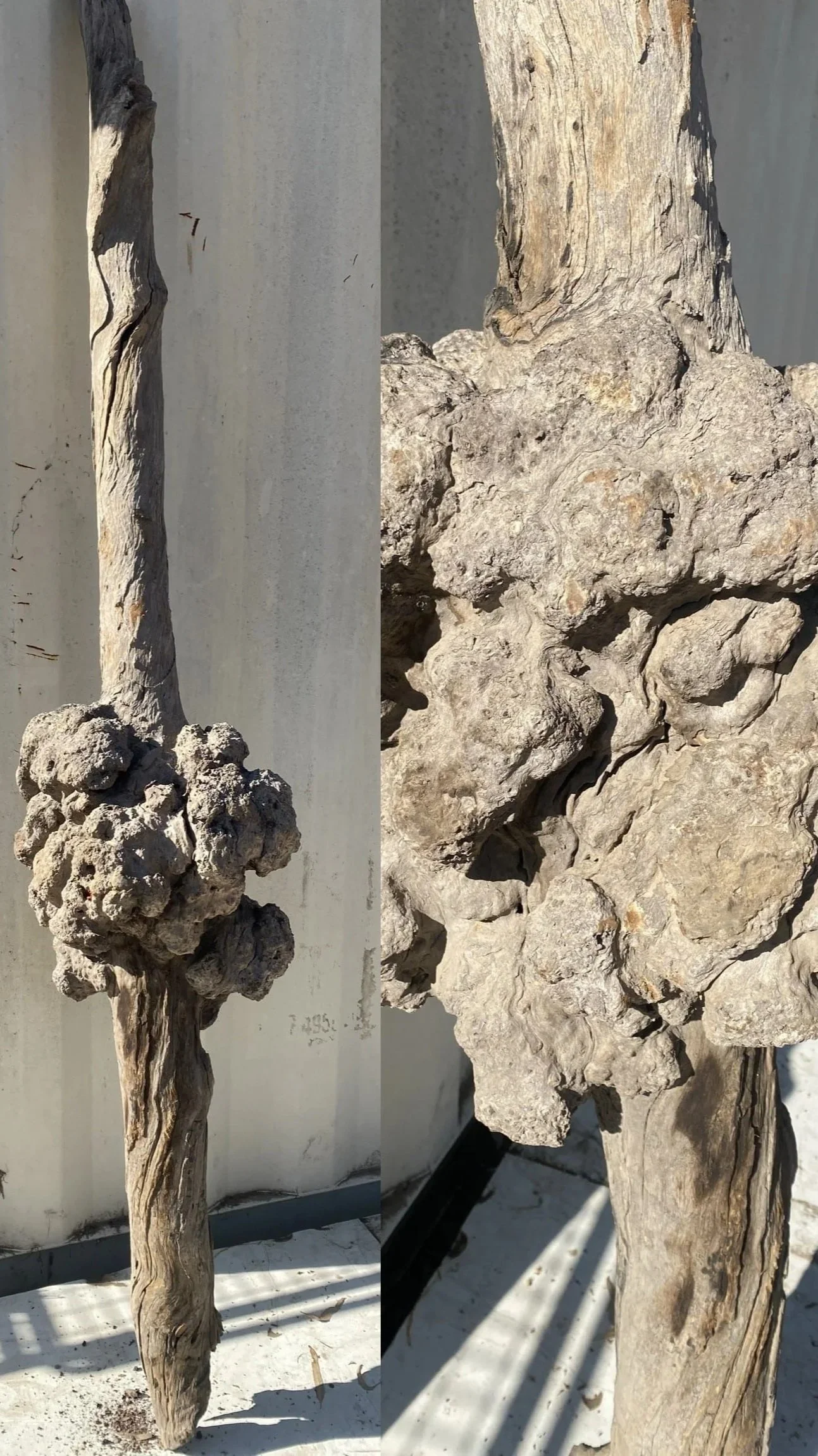 burl001.jpg