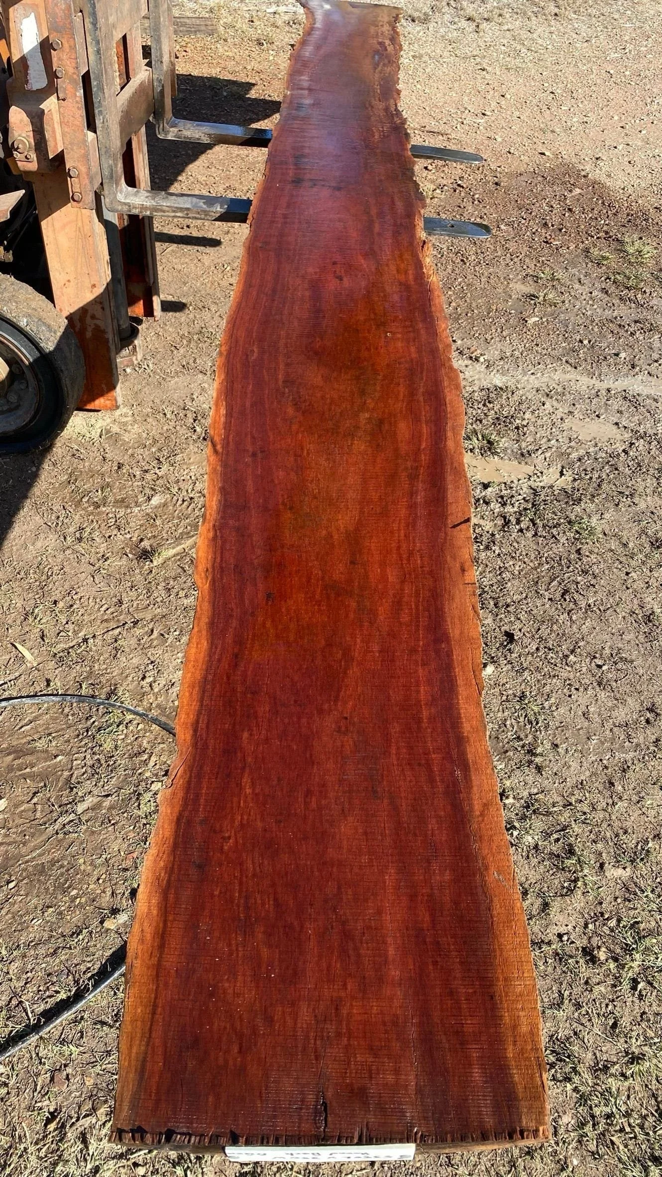 Blue Gum 041