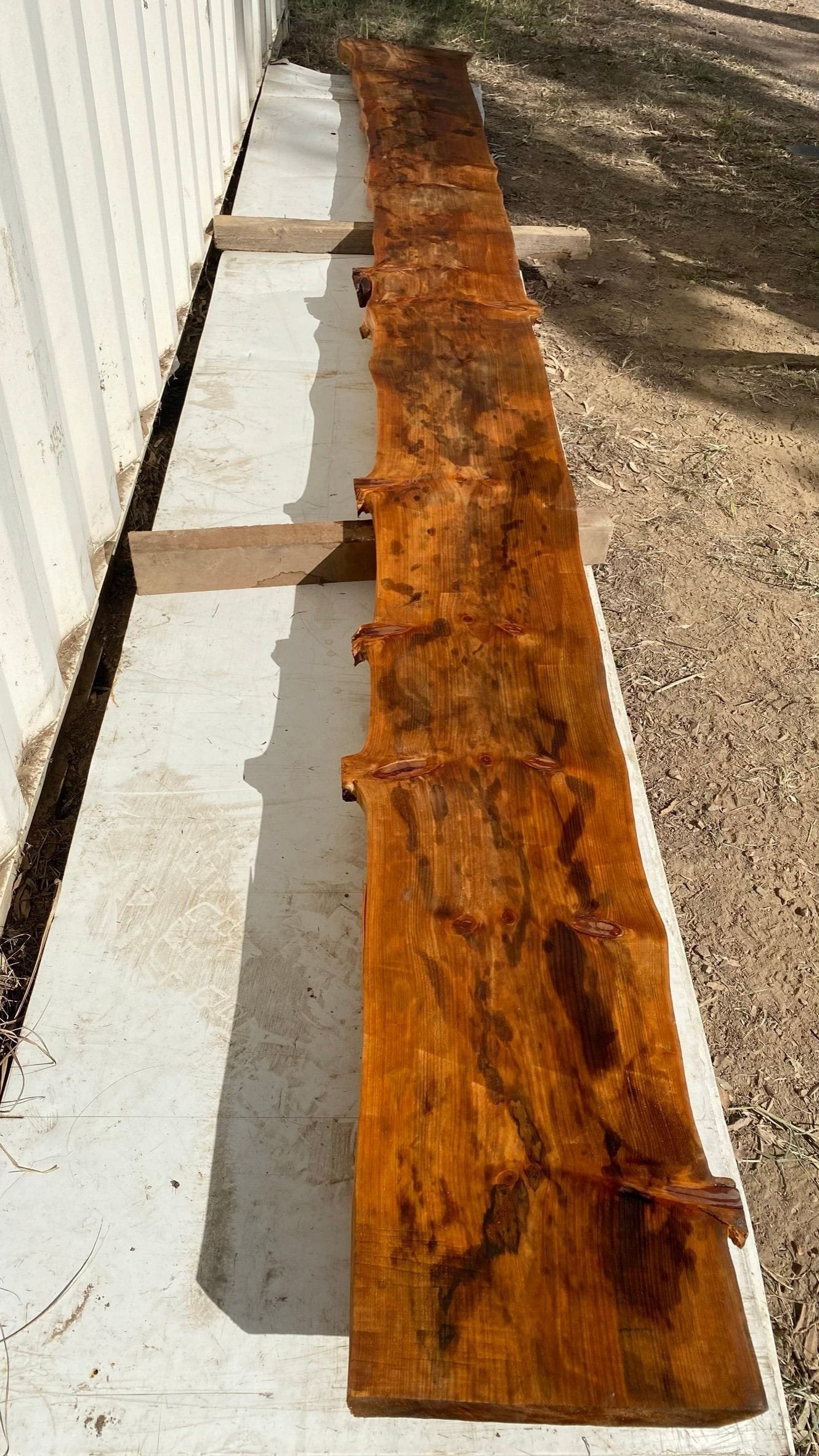 Bunya Pine 016