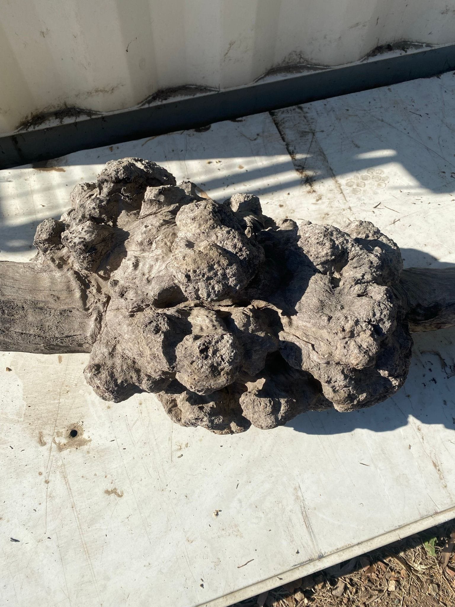 burl-001-a.JPEG