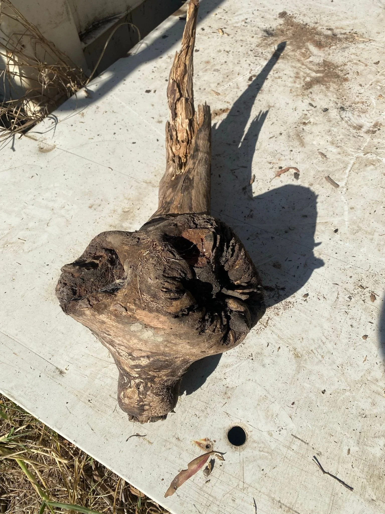 burl-006-a.JPEG