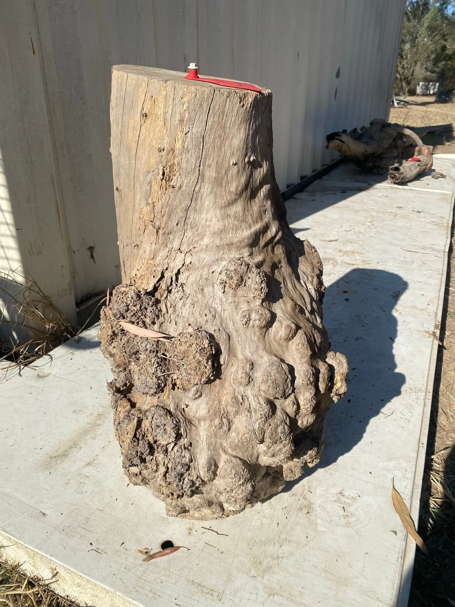 burl-003-a.JPEG