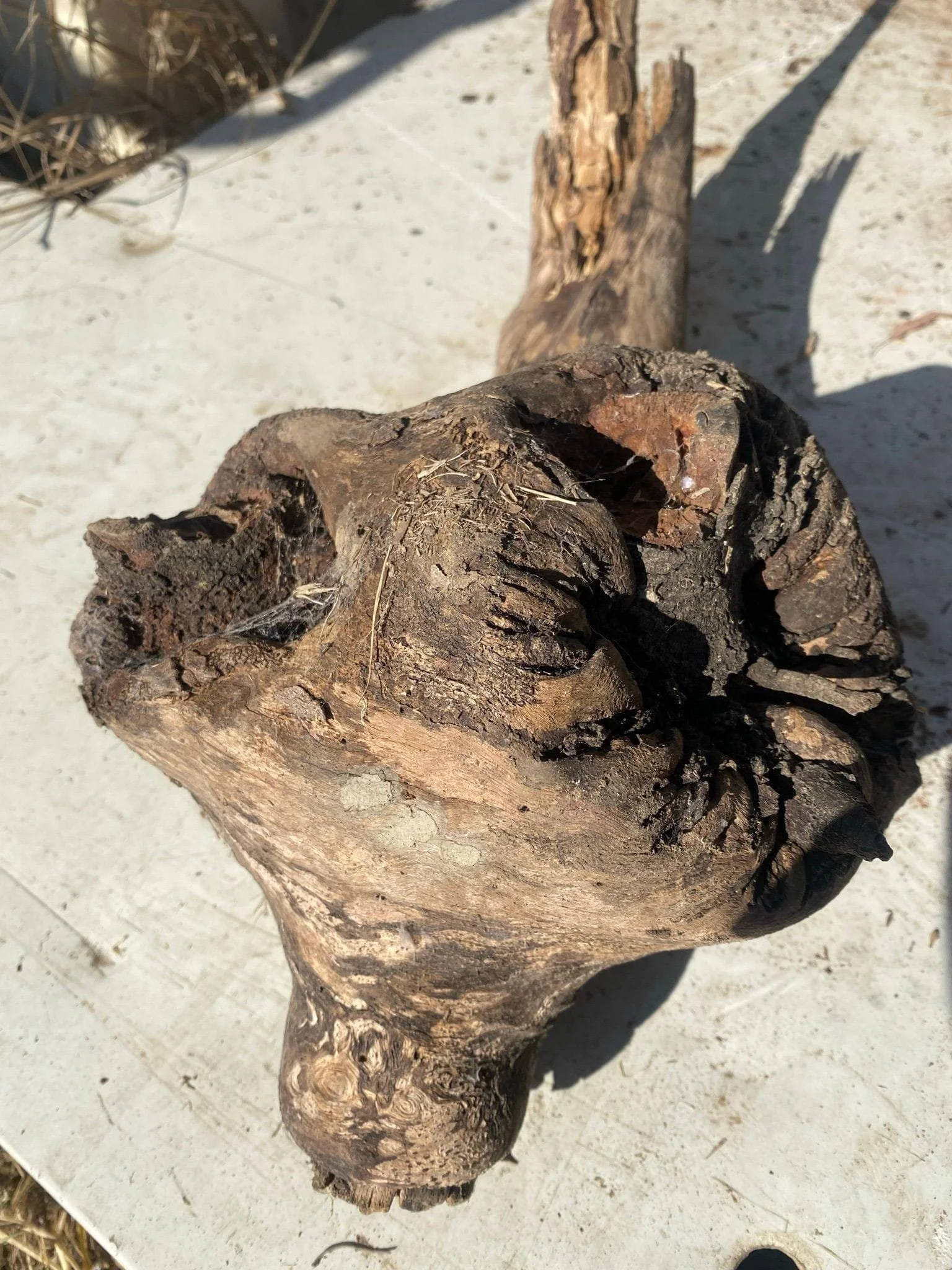 burl-006-b.JPEG