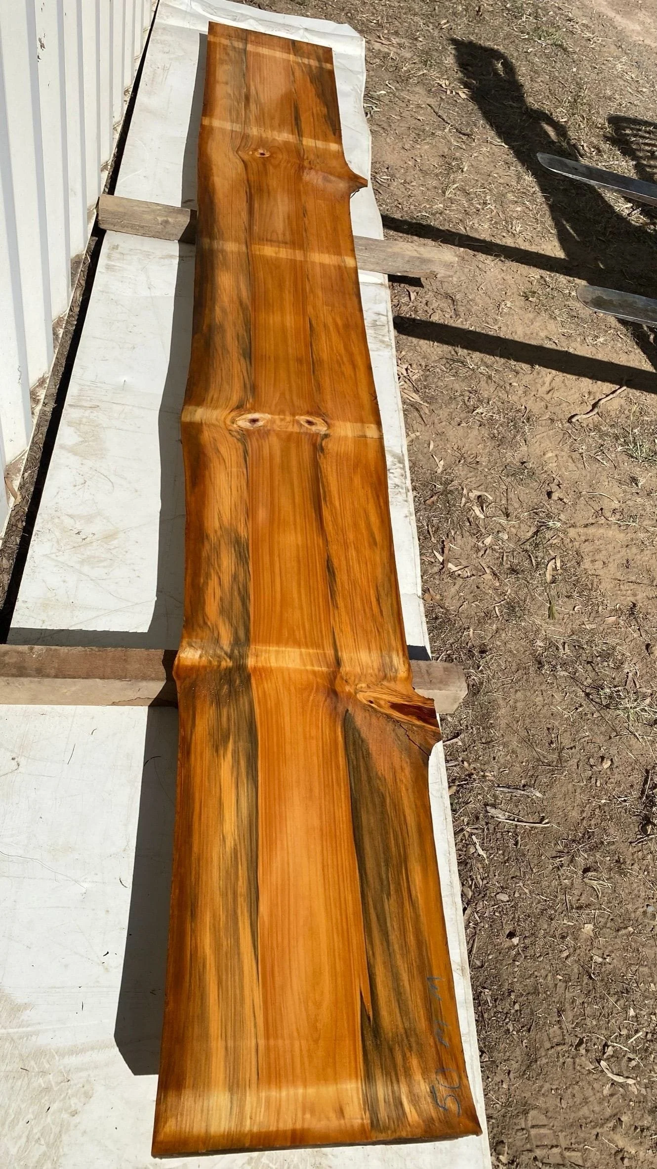 Hoop Pine 013