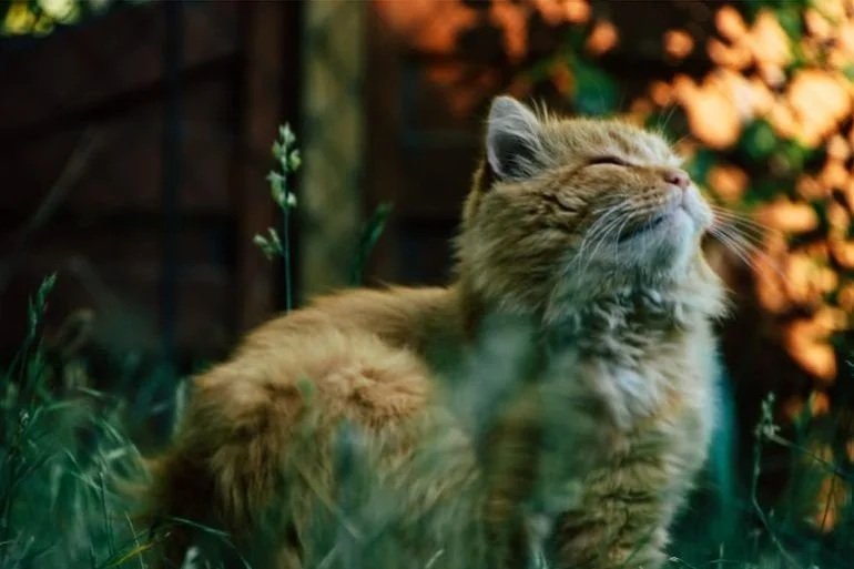 Pet bereavement and mental health