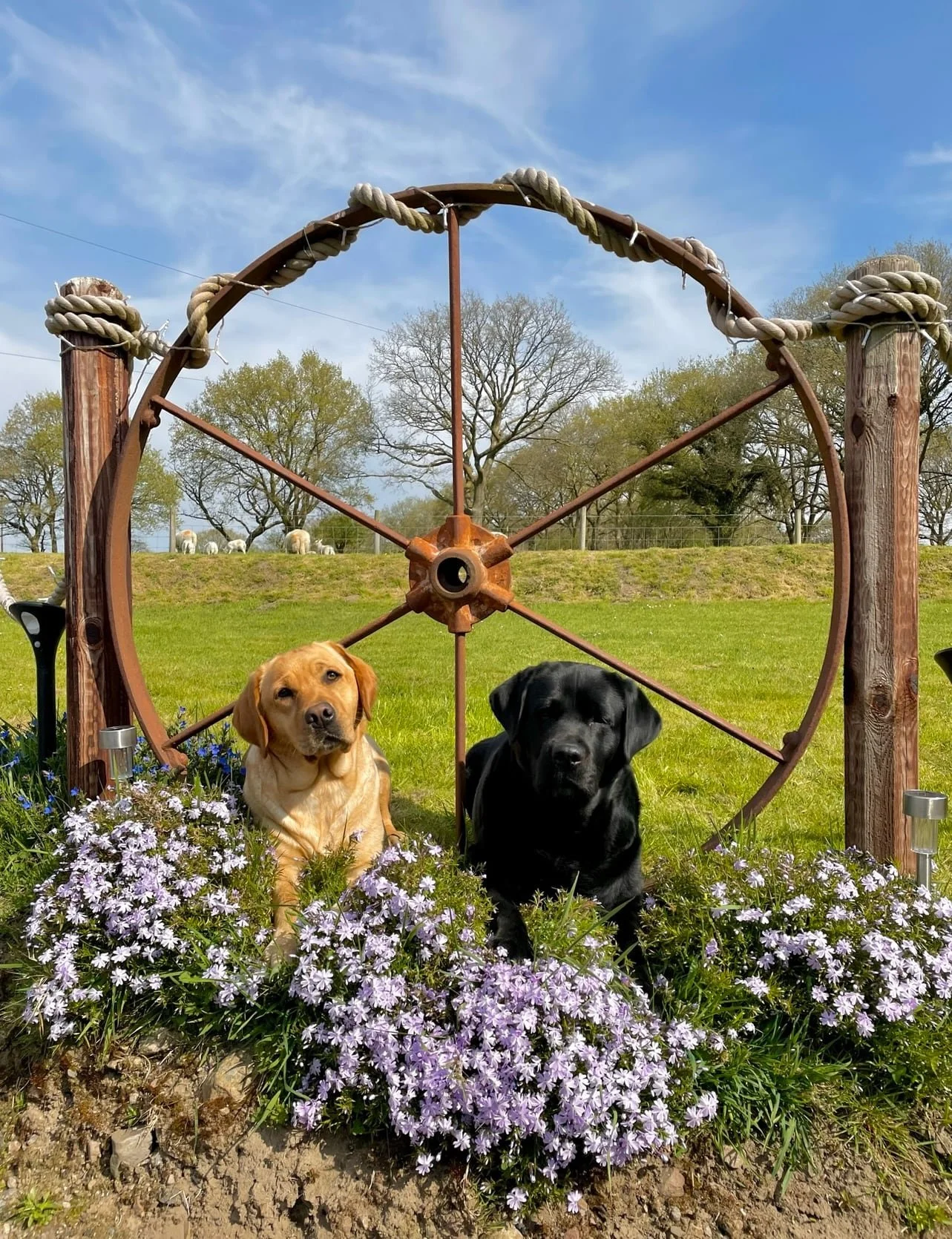 Two dogs, a yellow Labrador retriever and a black Labrador retriever, sitting among purple flowers in front of a wooden wheel structure outdoors on a sunny day with trees and a grassy field in the background.