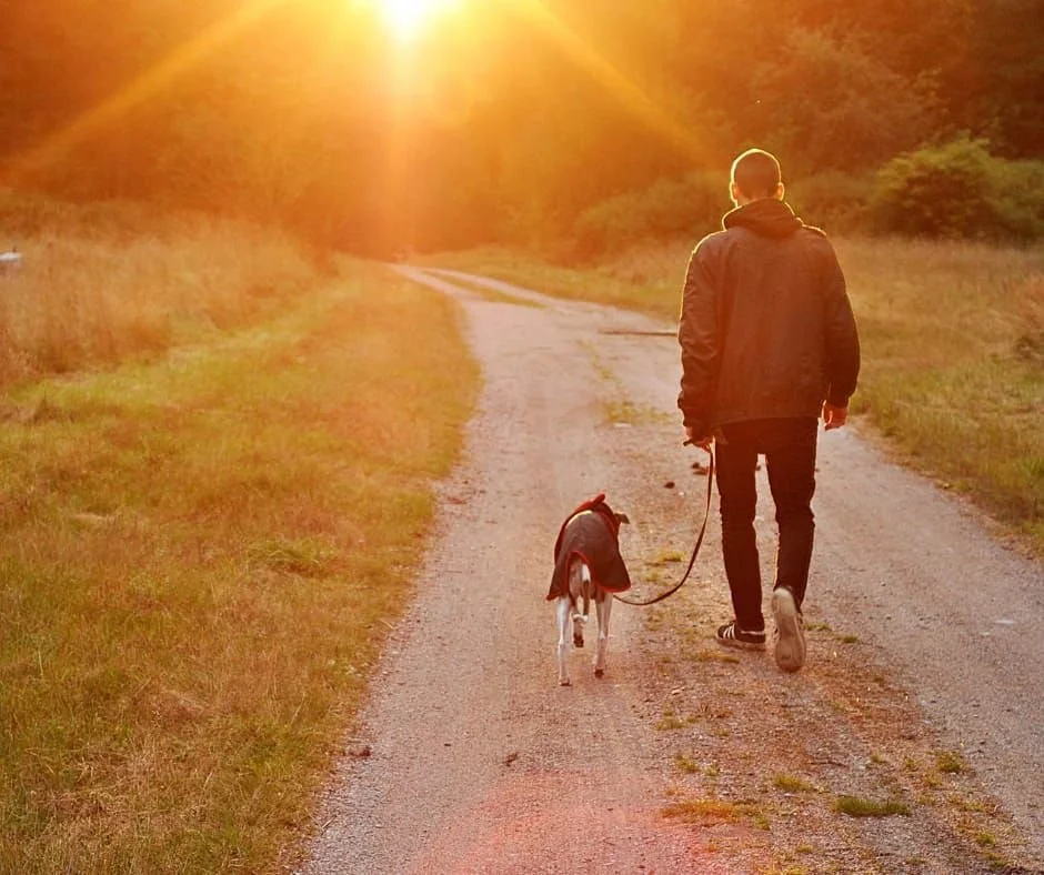 Your pets ashes - what are your options?