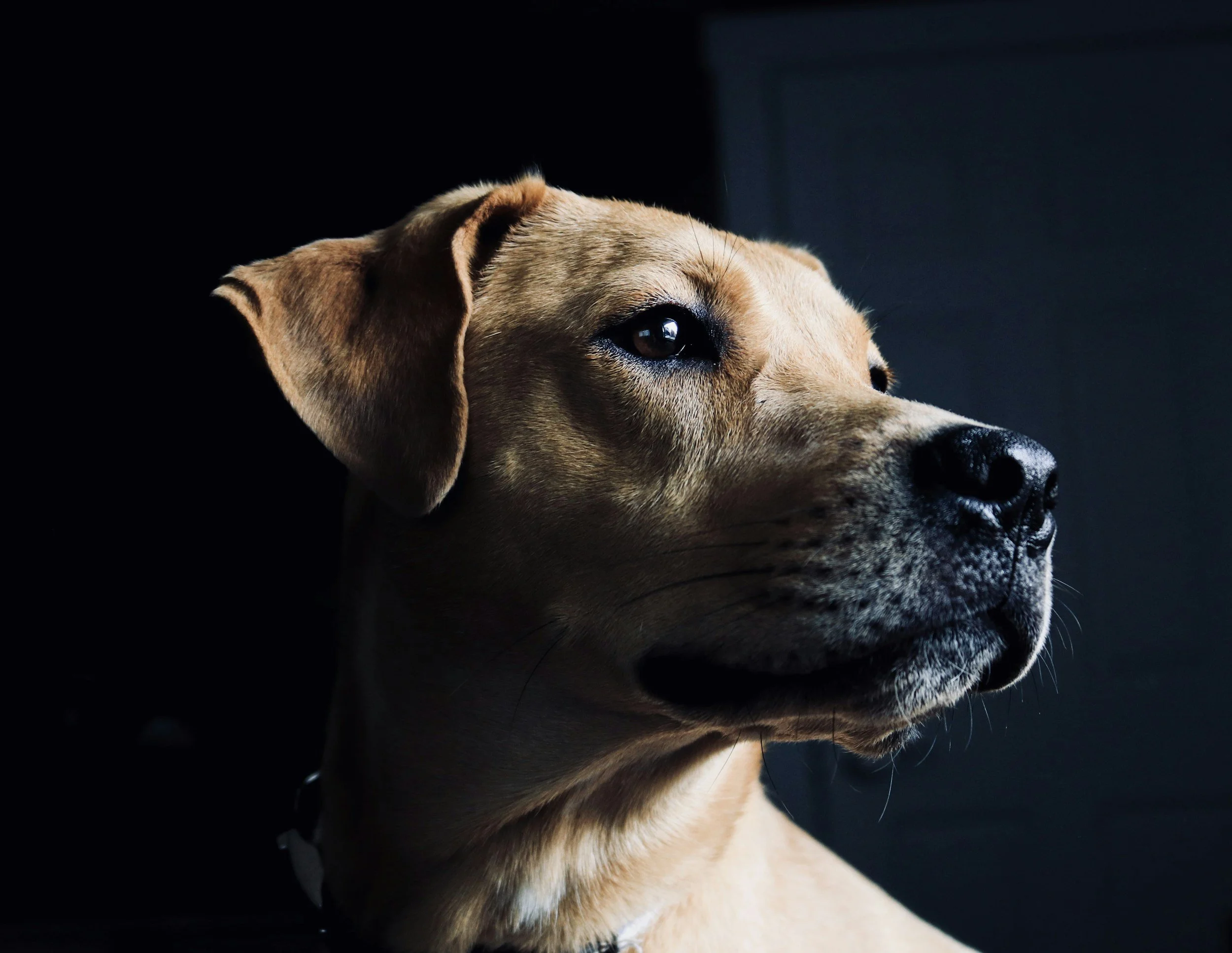 dog boost of energy before passing