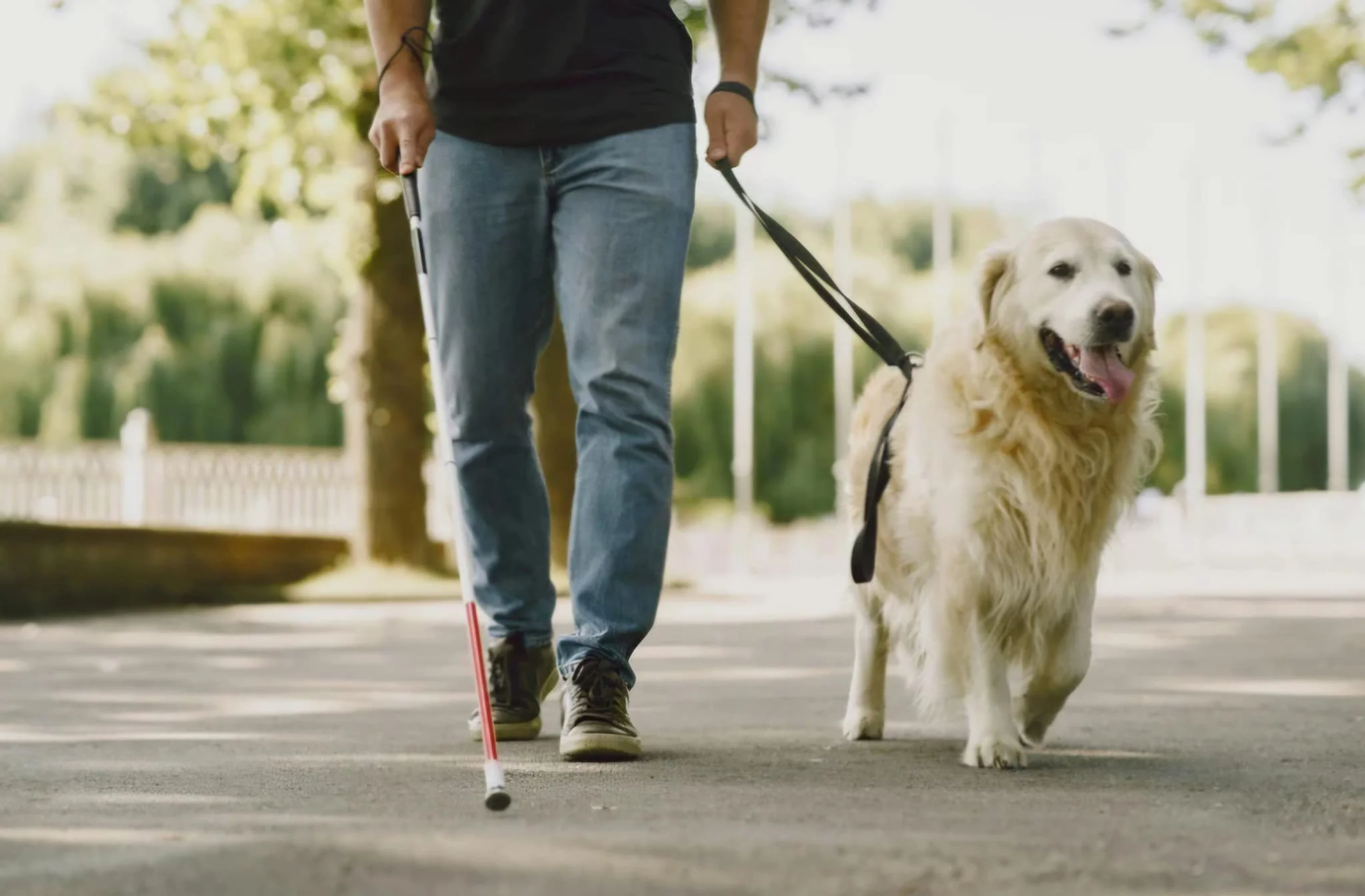 Losing a guide/assistance/therapy dog