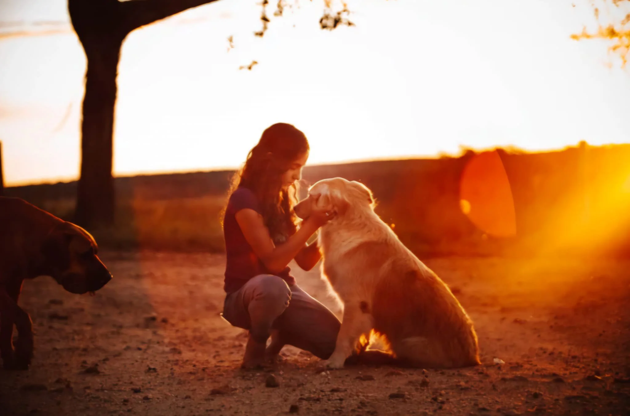 Your pets golden years