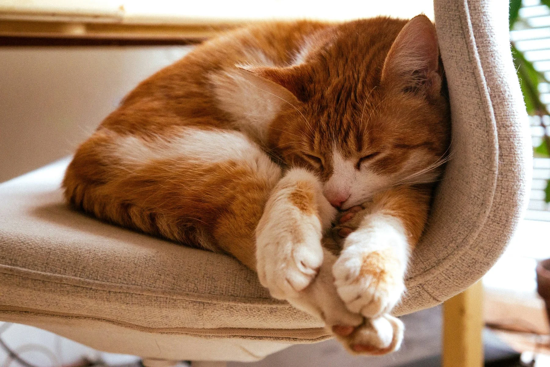 An orange tabby cat with white paws and a white chest curled up and sleeping on a beige upholstered chair near window blinds.