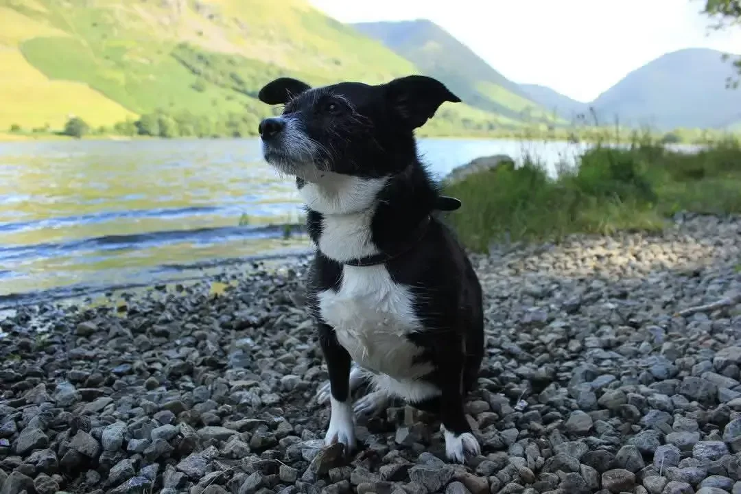 A black and white dog called Rita sitting on a pebbled shore beside a body of water surrounded by green hills and mountains.