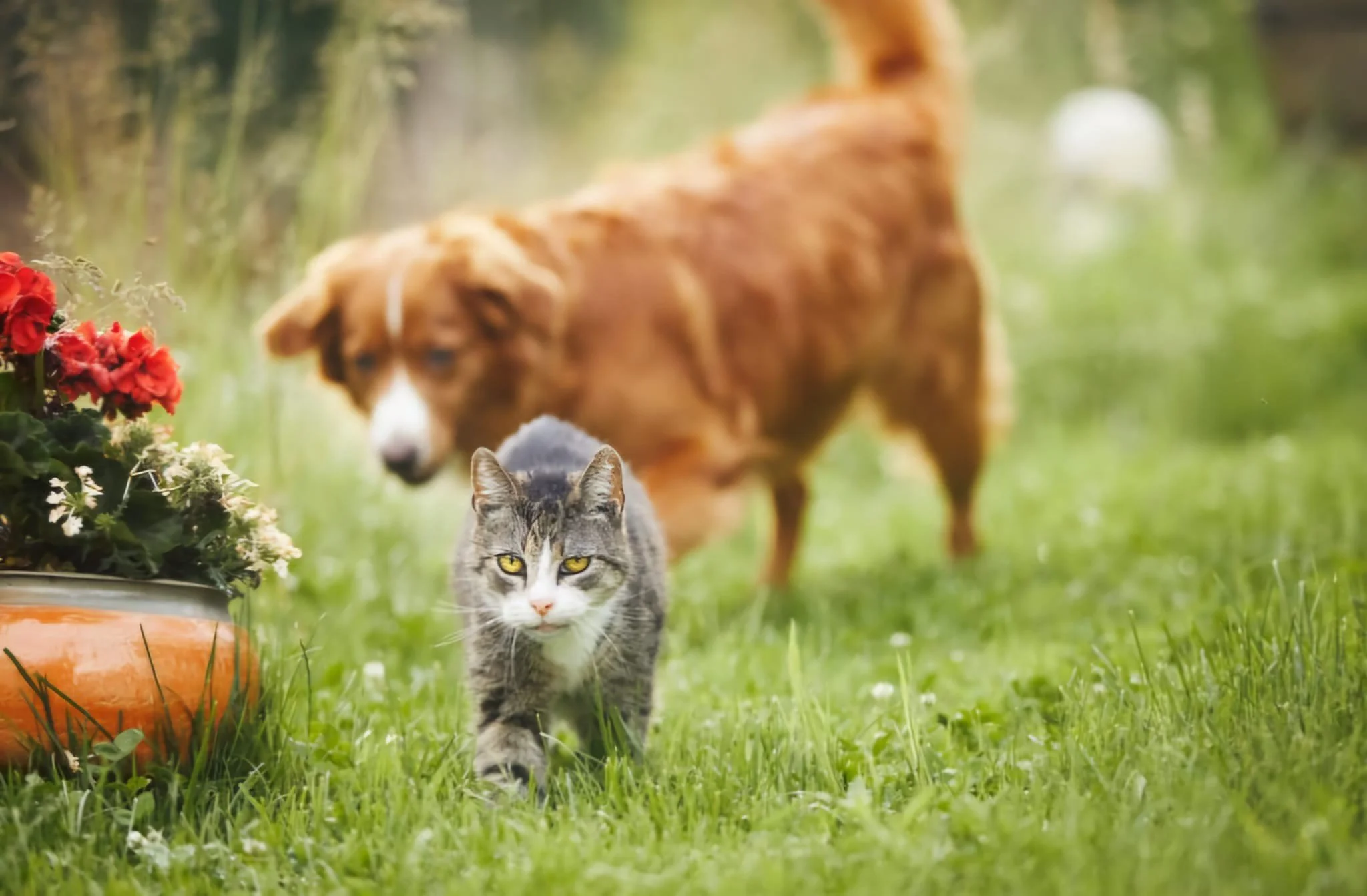 Common conditions in elderly pets