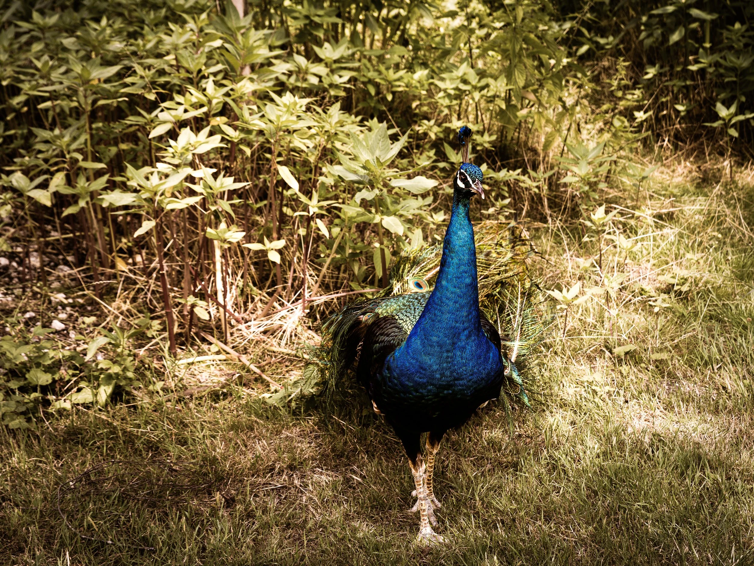 Wildpark Poing - Juli 2026 Jagdschule00056-2.jpg