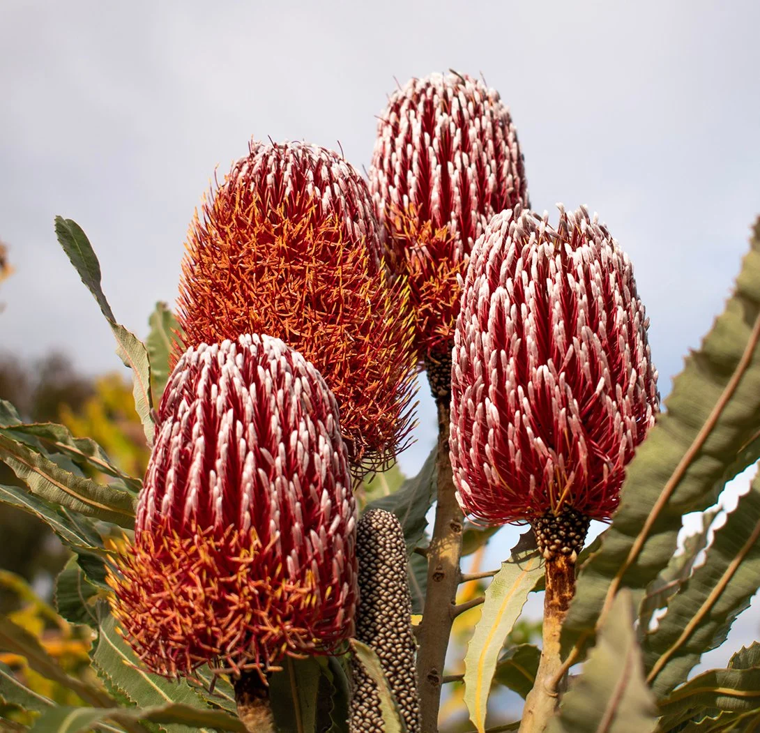 Close-up of several large protea flowers with red and white petals, green leaves, and a cloudy sky in the background.