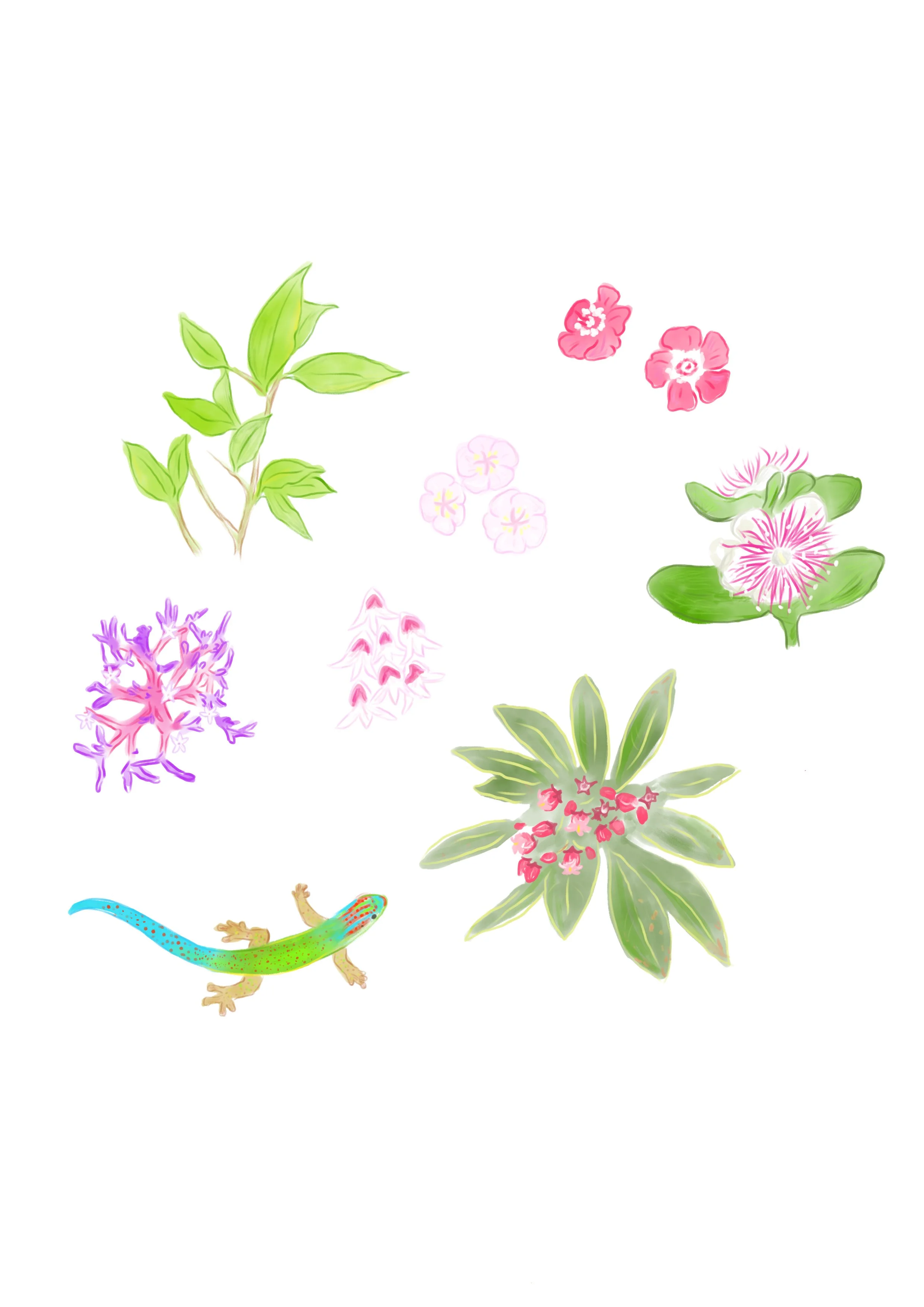 Collection of illustrations of flora and fauna found on the island Réunion.