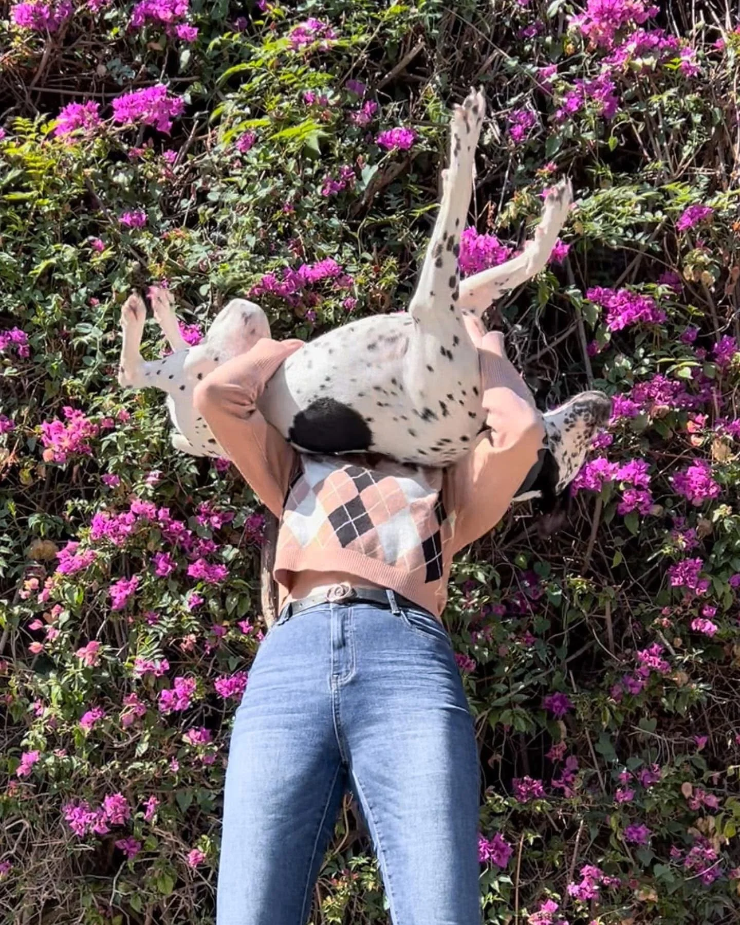 Person lying on their back on purple flowering bushes, with their legs raised and hands clasped behind their head.
