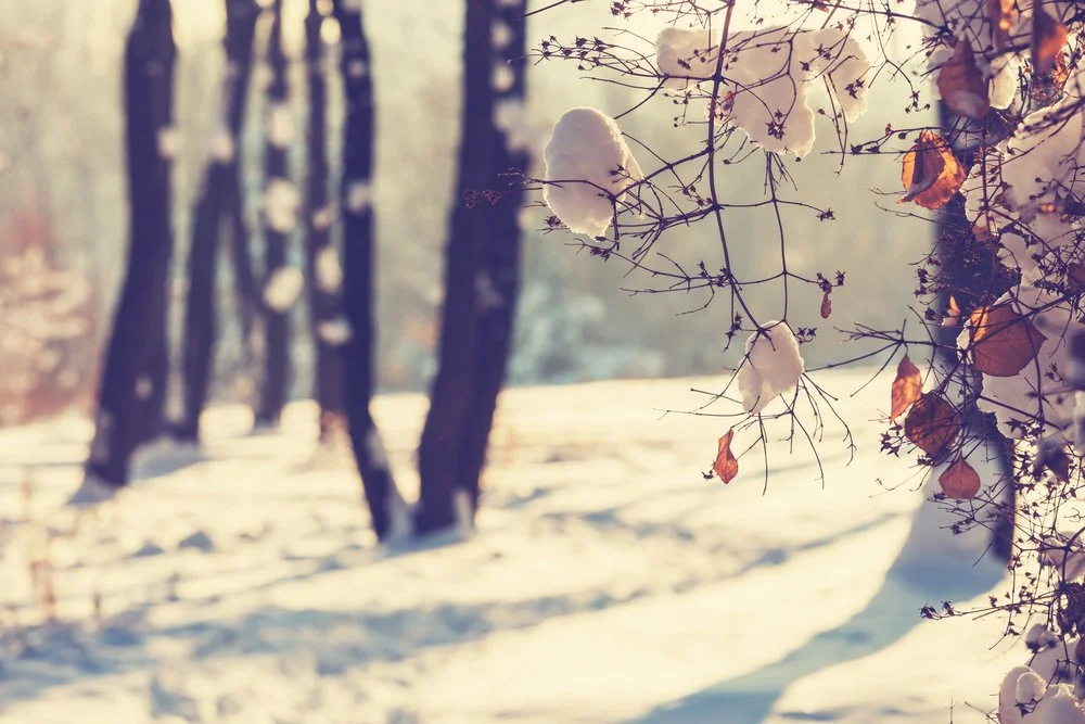 Winter: be still, rest and digest