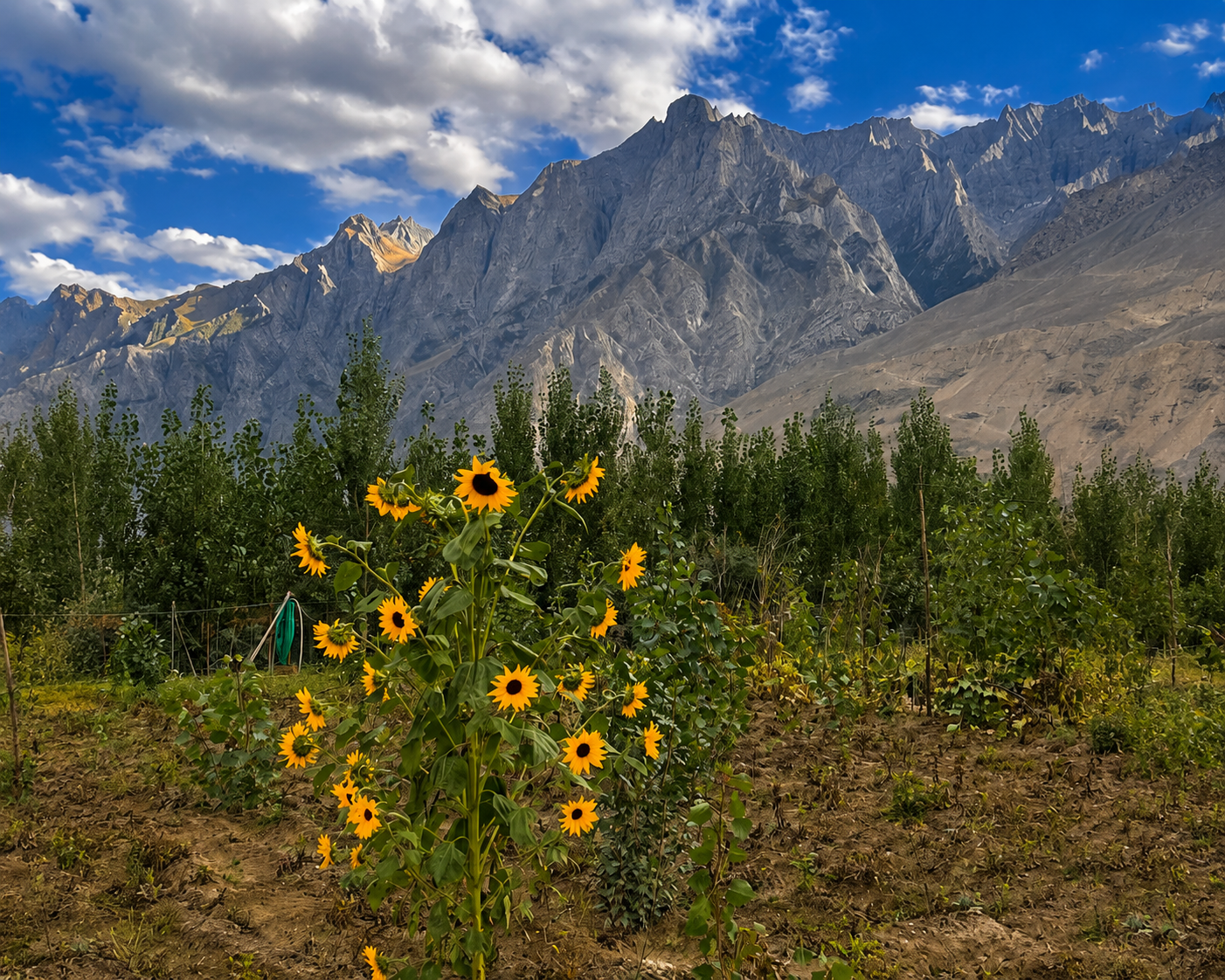 Sunflowers growing in a garden with a mountain range and partly cloudy sky in the background.