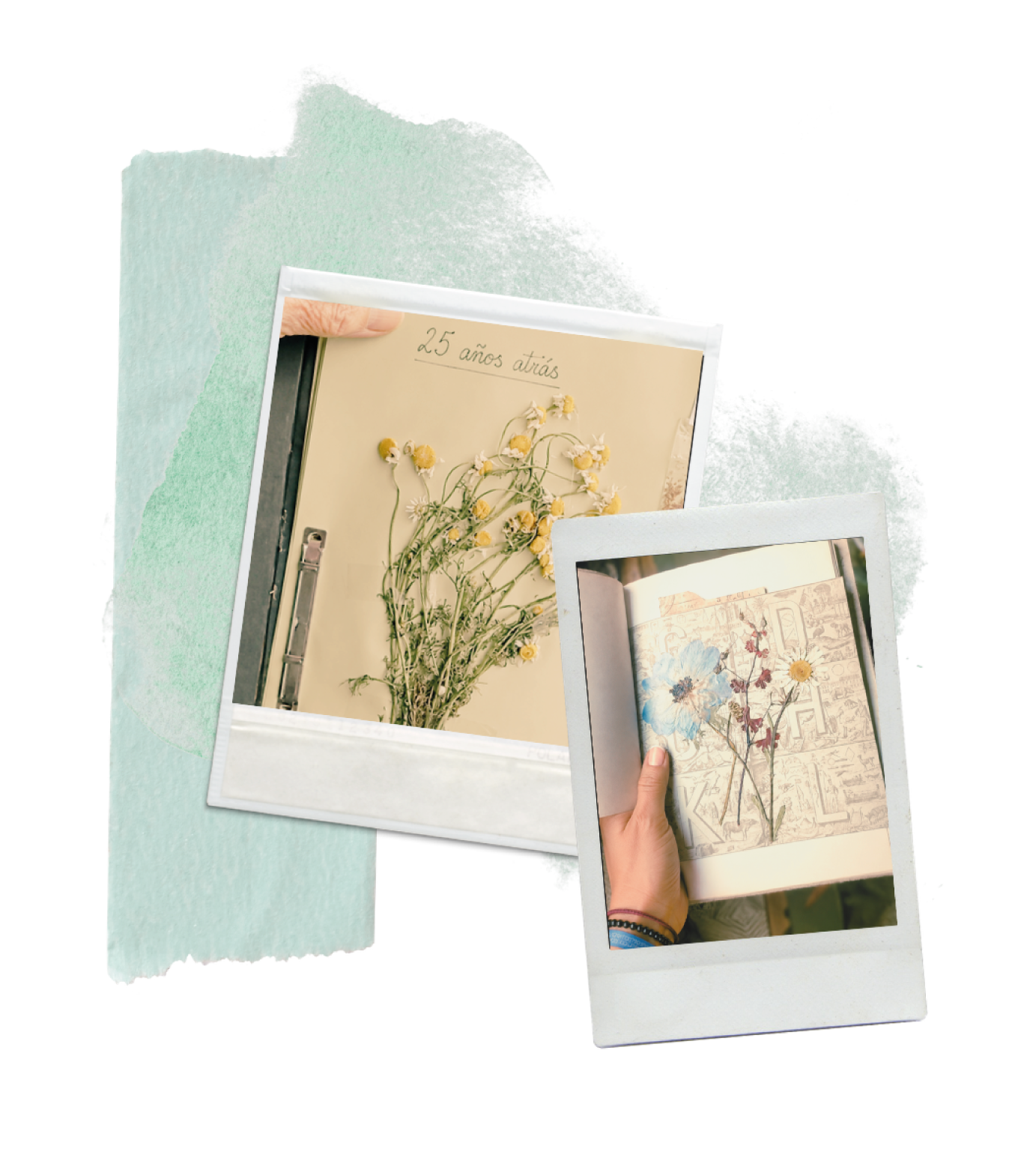 Fotos de libros con ilustraciones de flores secas y notas escritas en las páginas.