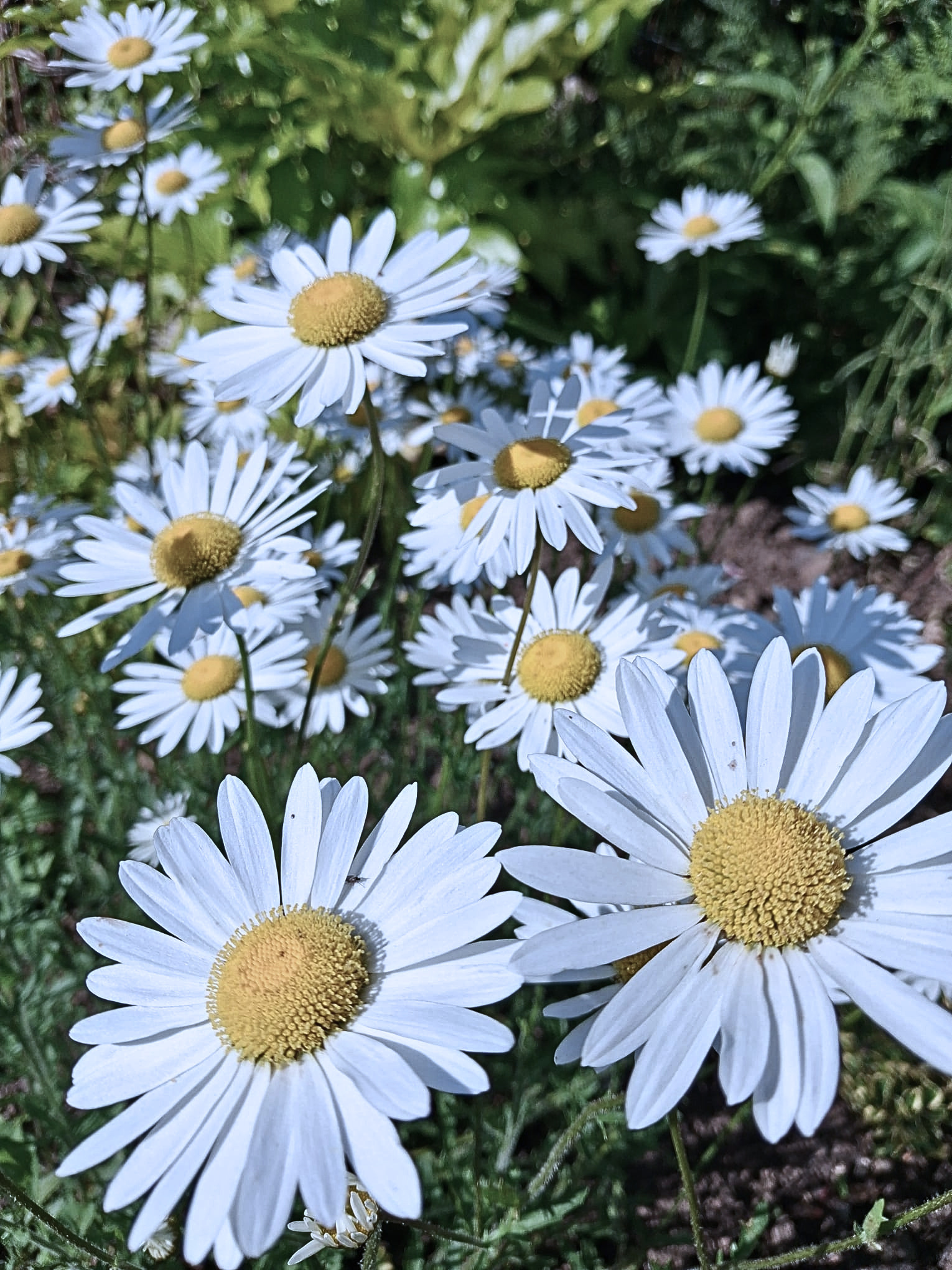 Close-up view of white daisies with yellow centers growing in a garden bed.
