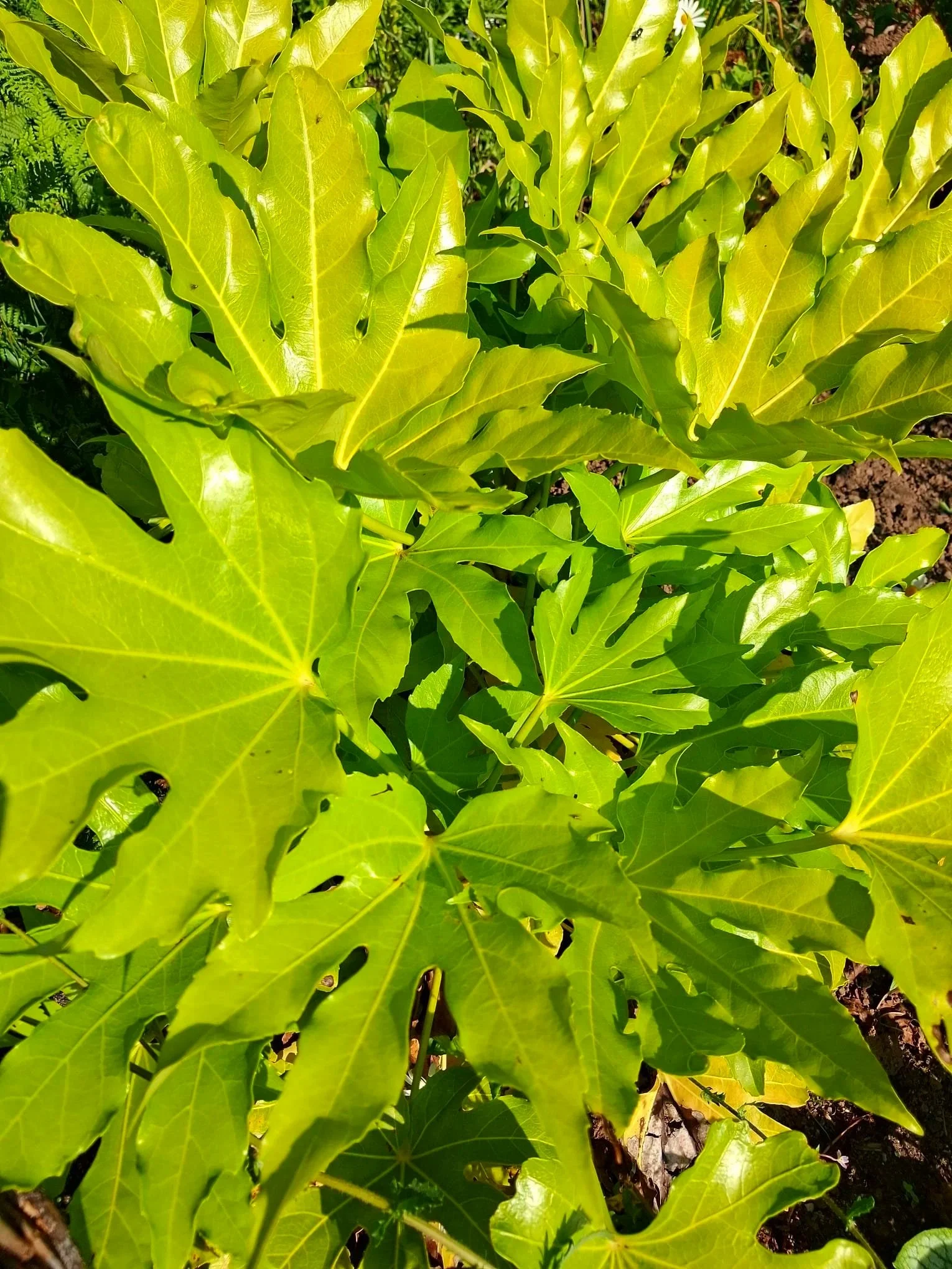 Close-up of green holly leaves with reddish berries in the background.