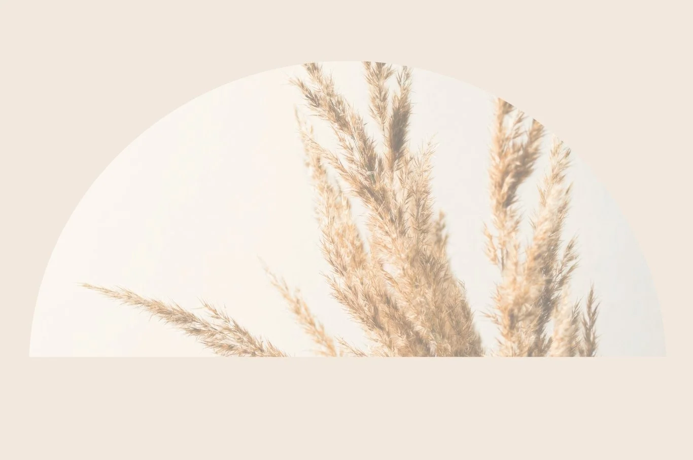 Beige Hintergrund mit einer halbkreisförmigen weißen Fläche, die getrocknetes Panikgras zeigt.