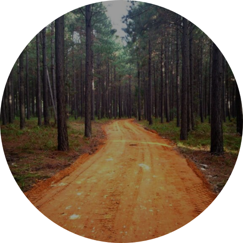 Dirt road running through a dense forest of tall pine trees.