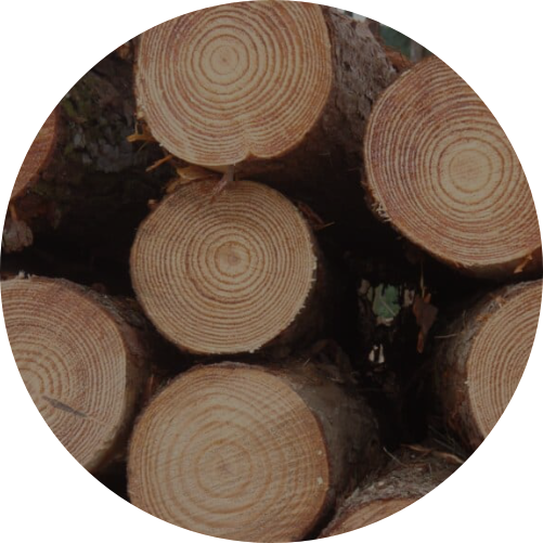 Close-up of cut logs stacked together, showing the rings and bark.