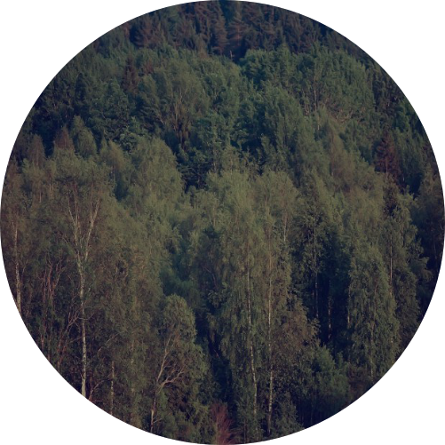 Dense forest of green trees in a natural landscape