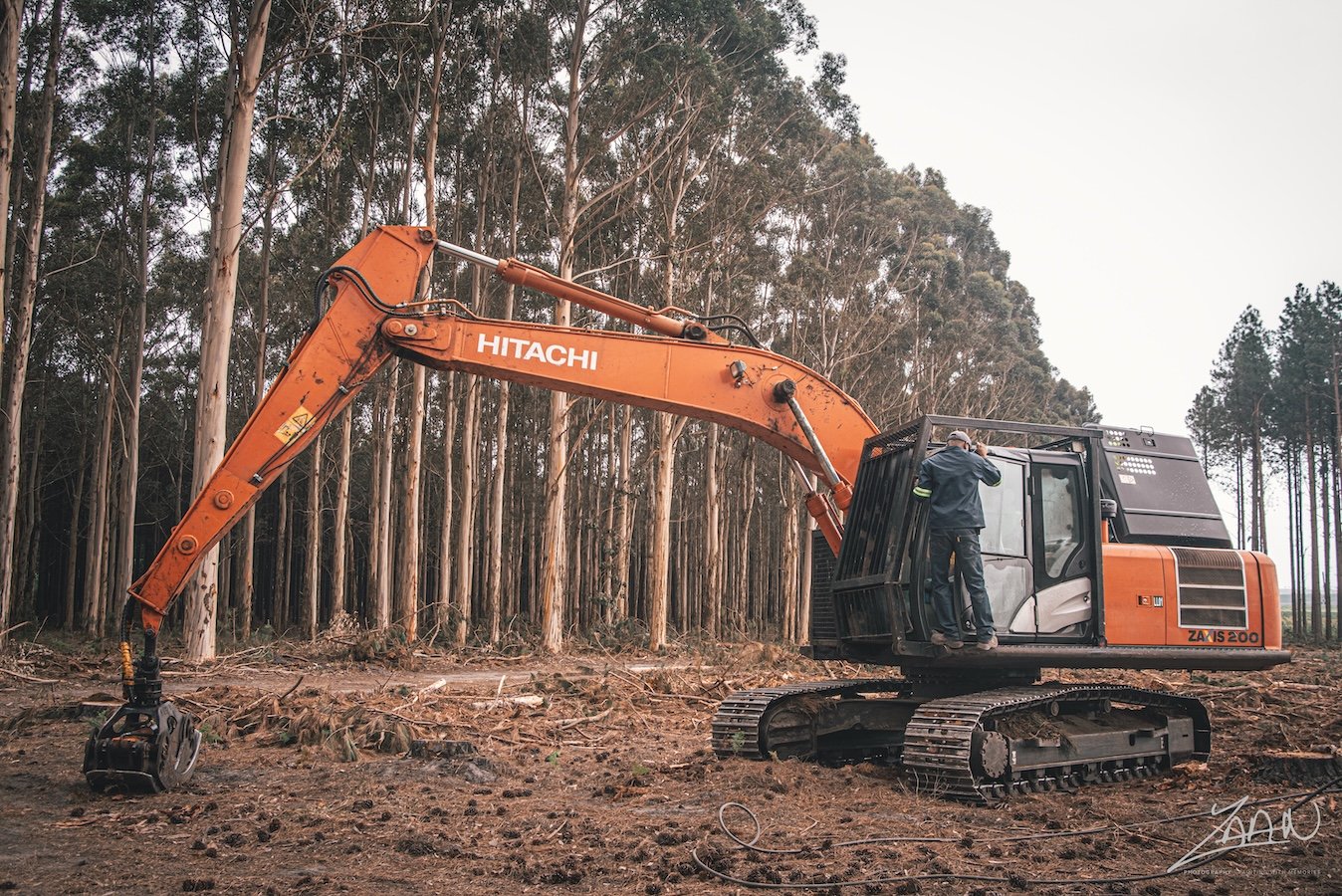 A man in a gray hat and jacket operating an orange Hitachi excavator in a forested area with tall trees, clearing land or cutting trees.