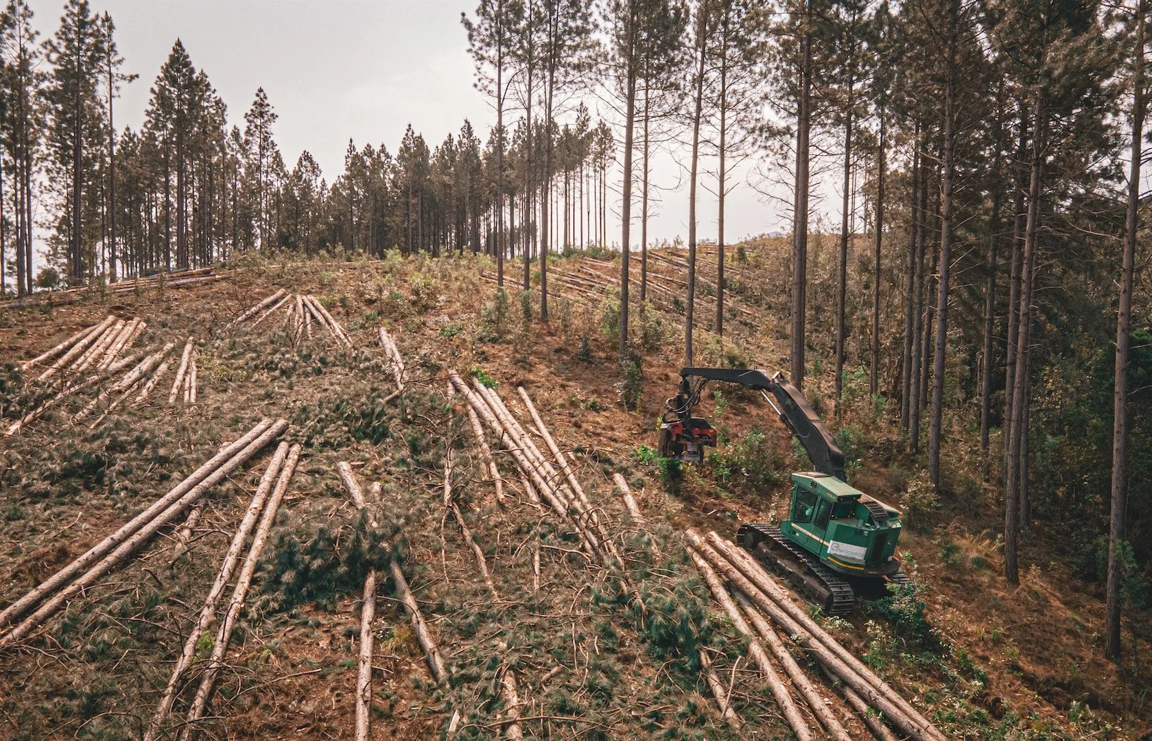 A hillside being cleared of trees with logs and branches on the ground, using forestry equipment to cut and remove trees.