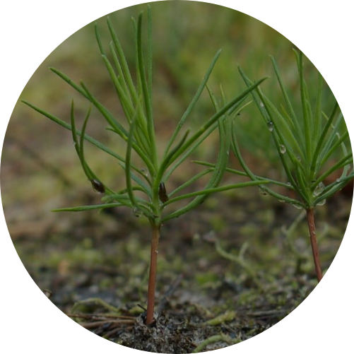 Close-up of a young pine seedling growing in soil with green needle-like leaves.