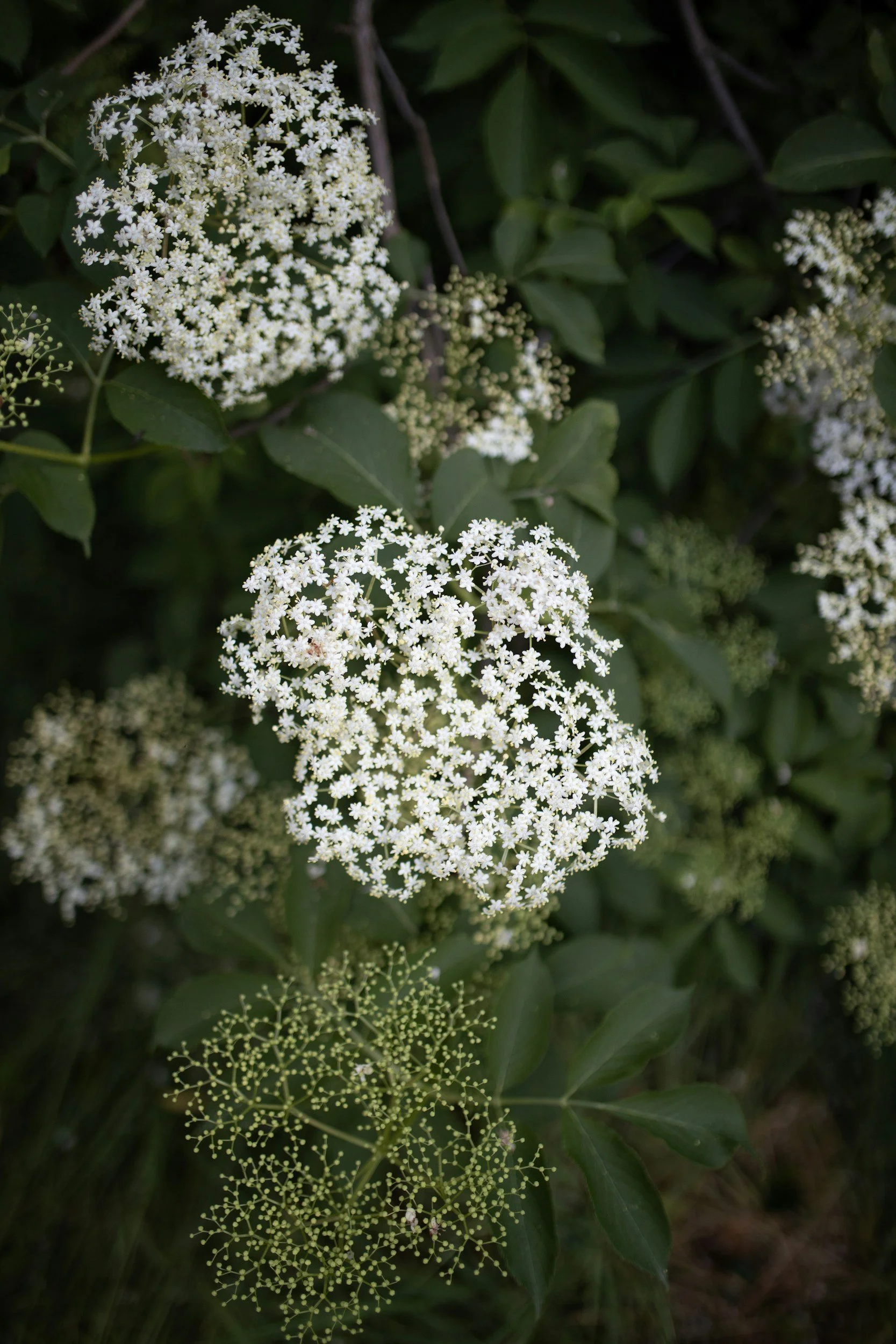 Close-up of white flower clusters and green leaves on a bush.